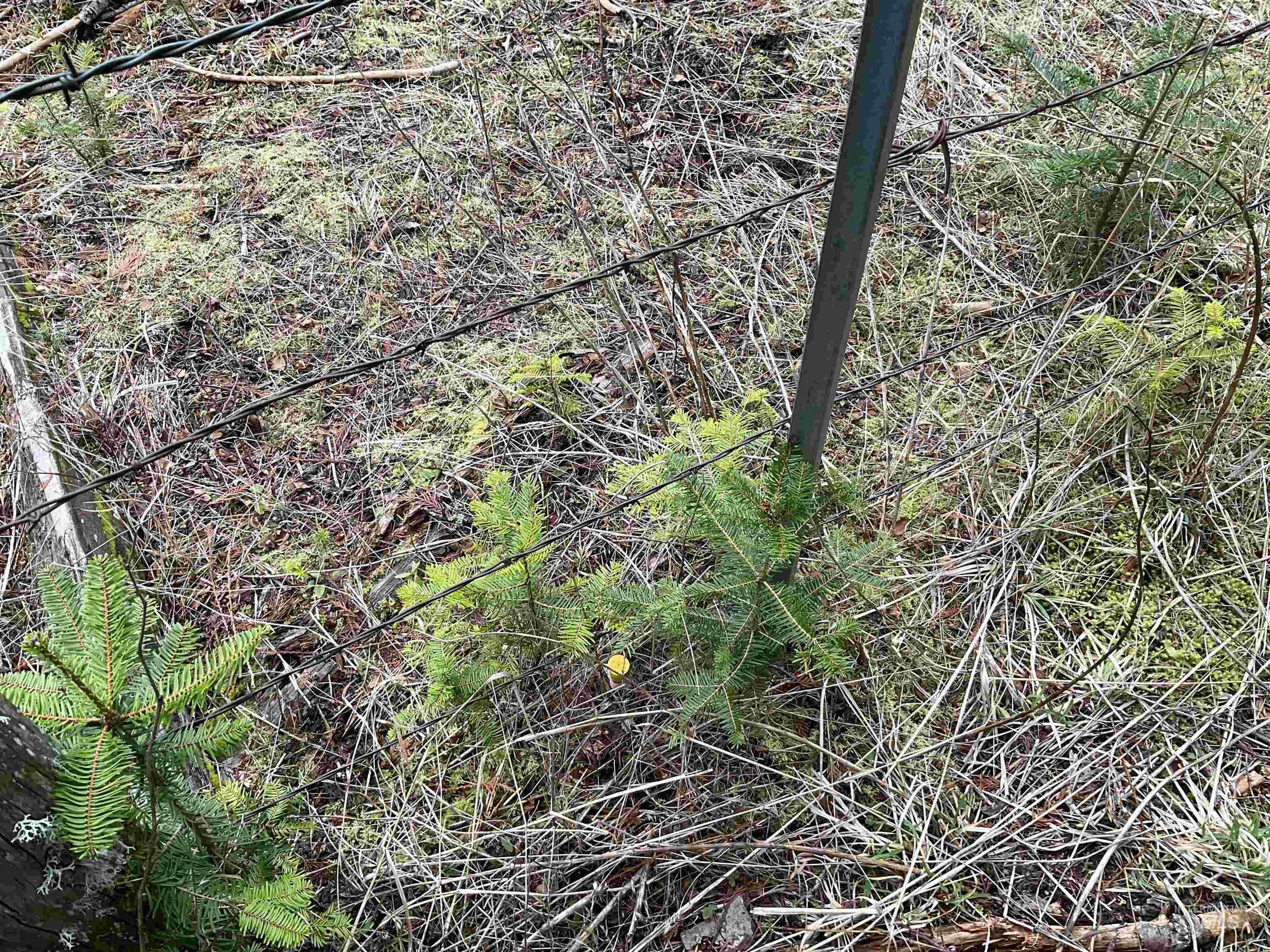 TBD Upper Fords Creek Rd, Orofino, Idaho 83544, Land For Sale, Price $339,000,MLS 98979111