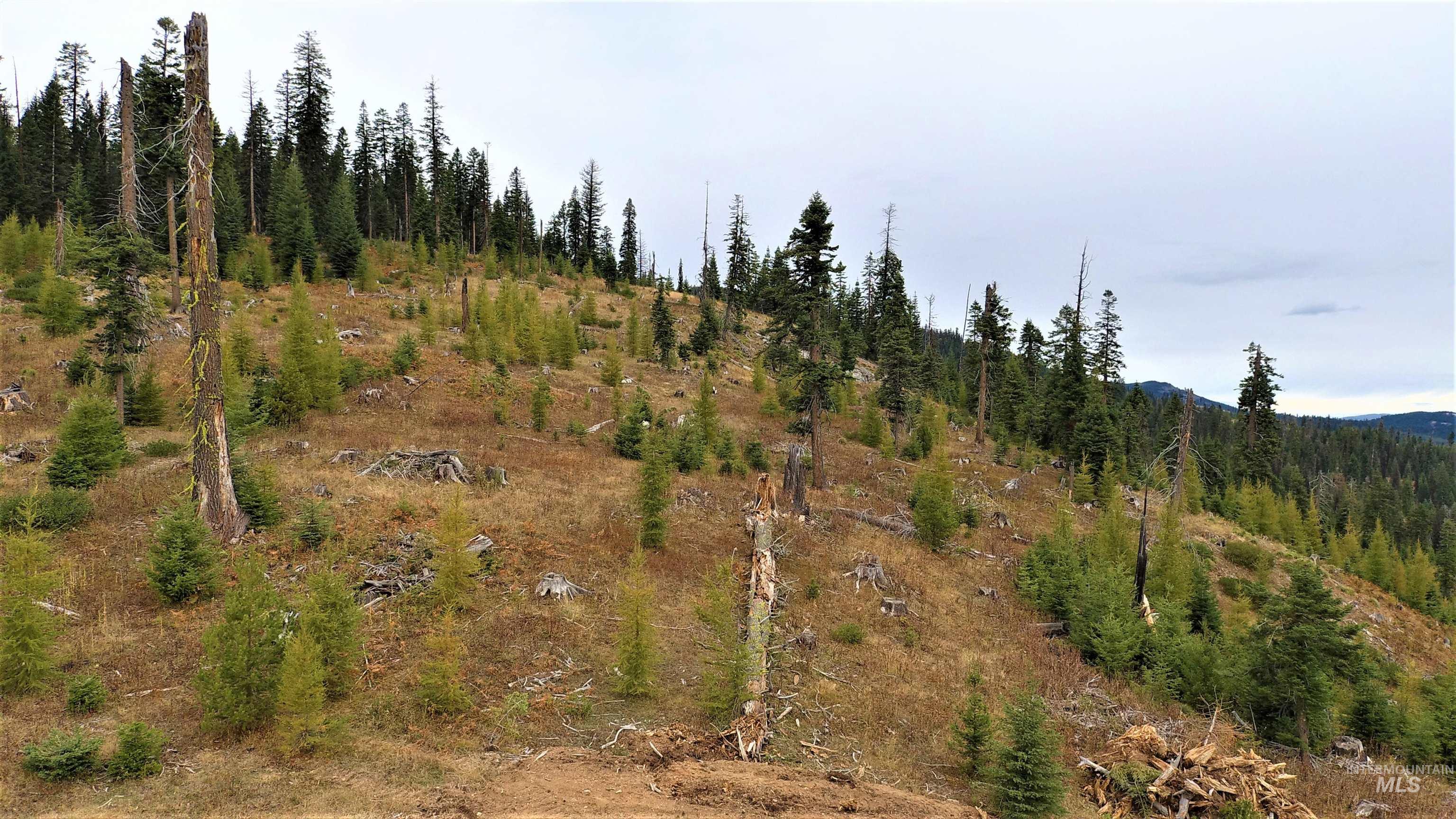 TBD Elk City Wagon Road, Elk City, Idaho 83525, Land For Sale, Price $229,000,MLS 98979274