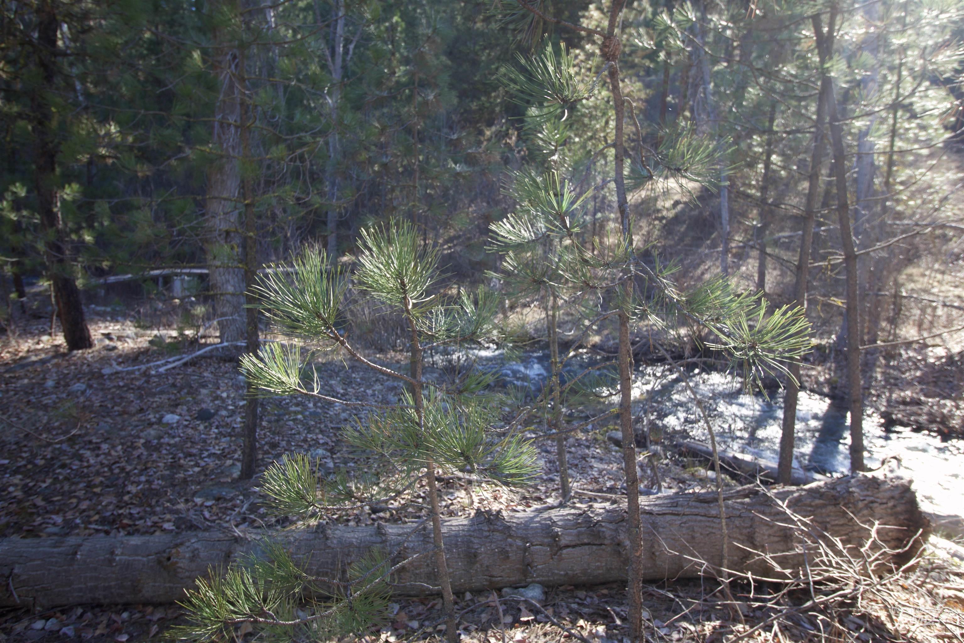 Lot 13 Blk 1 Creekside Ct, Garden Valley, Idaho 83622, Land For Sale, Price $199,900,MLS 98979382