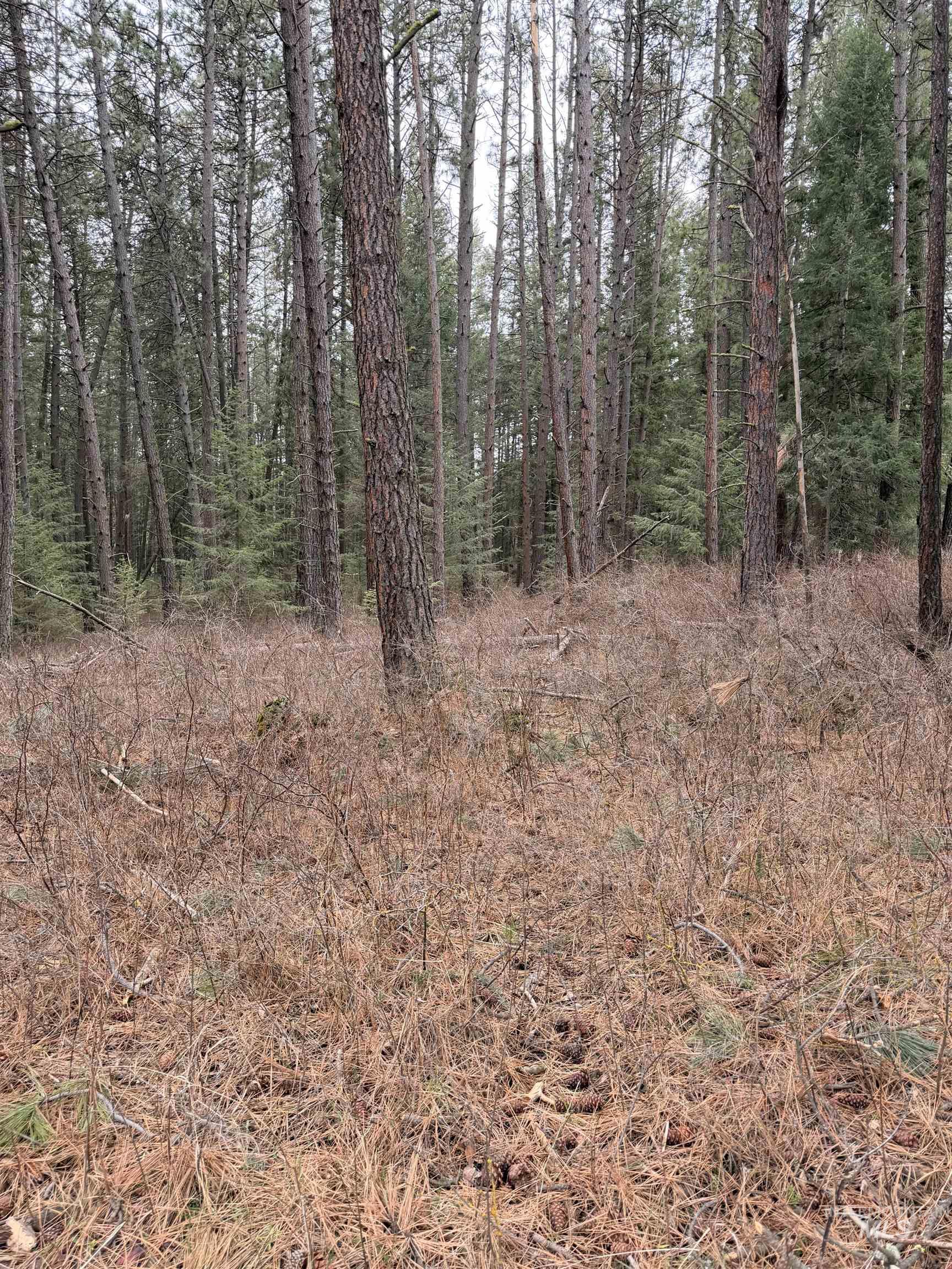 TBD SANDHILL RD, Winchester, Idaho 83555, Land For Sale, Price $265,000,MLS 98979540