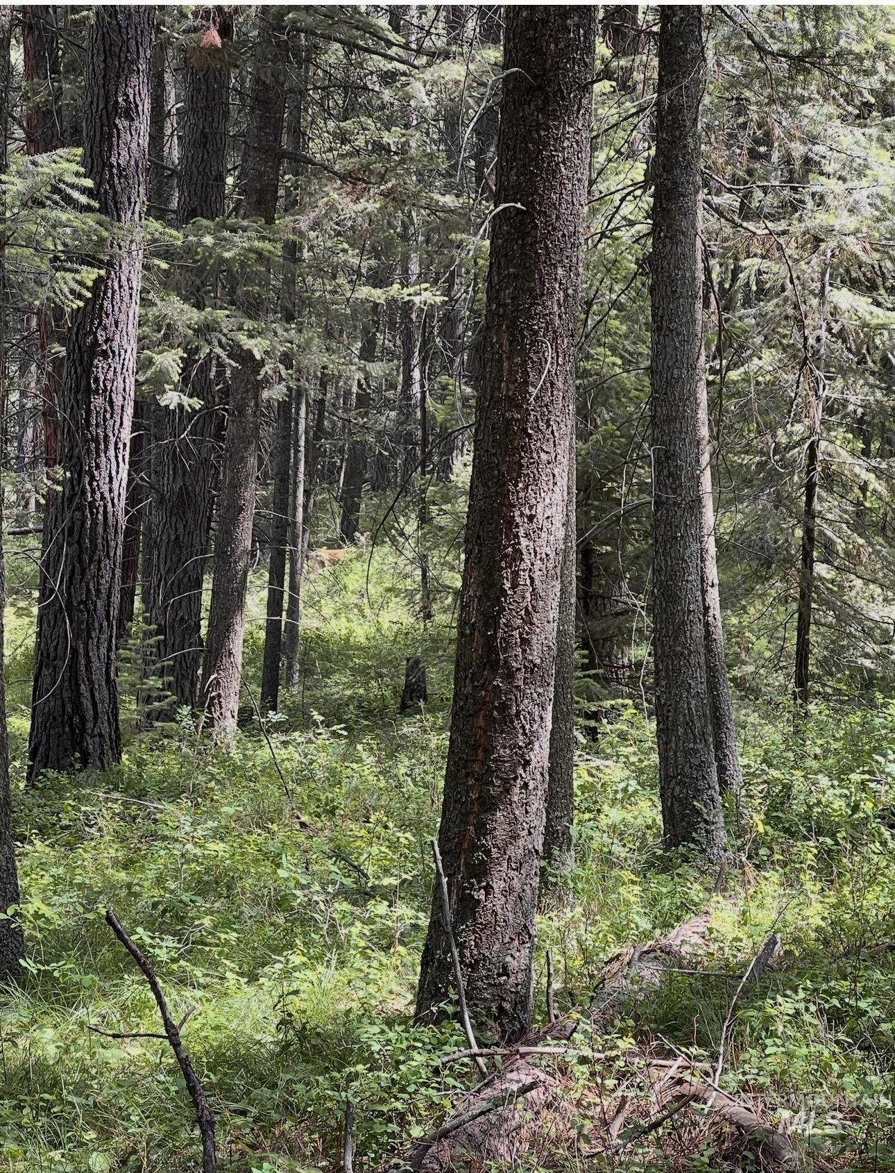 TBD SANDHILL RD, Winchester, Idaho 83555, Land For Sale, Price $265,000,MLS 98979540