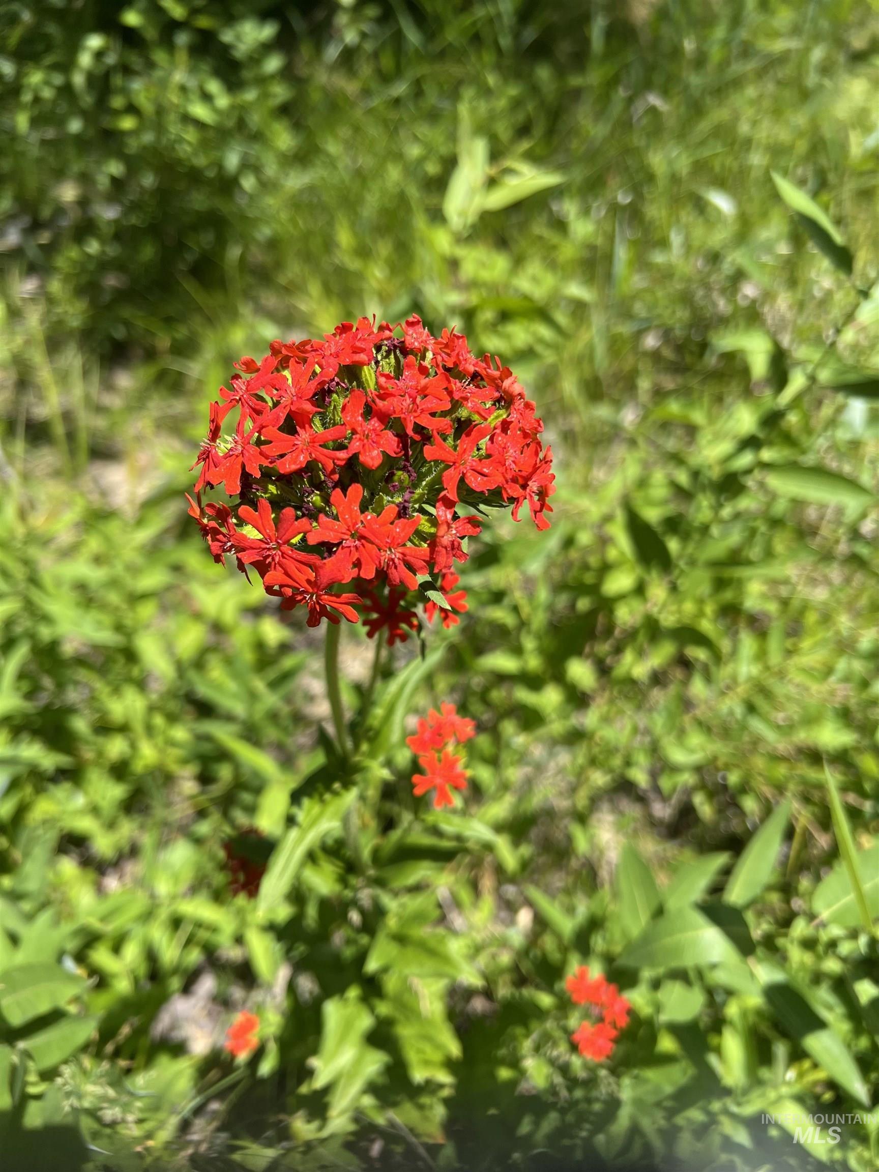 206 Lainey Ln., Idaho City, Idaho 83631, Land For Sale, Price $97,900,MLS 98979700