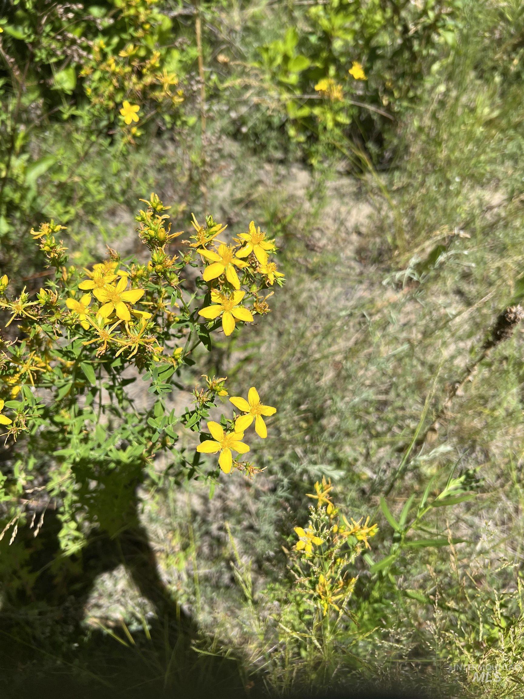 206 Lainey Ln., Idaho City, Idaho 83631, Land For Sale, Price $97,900,MLS 98979700