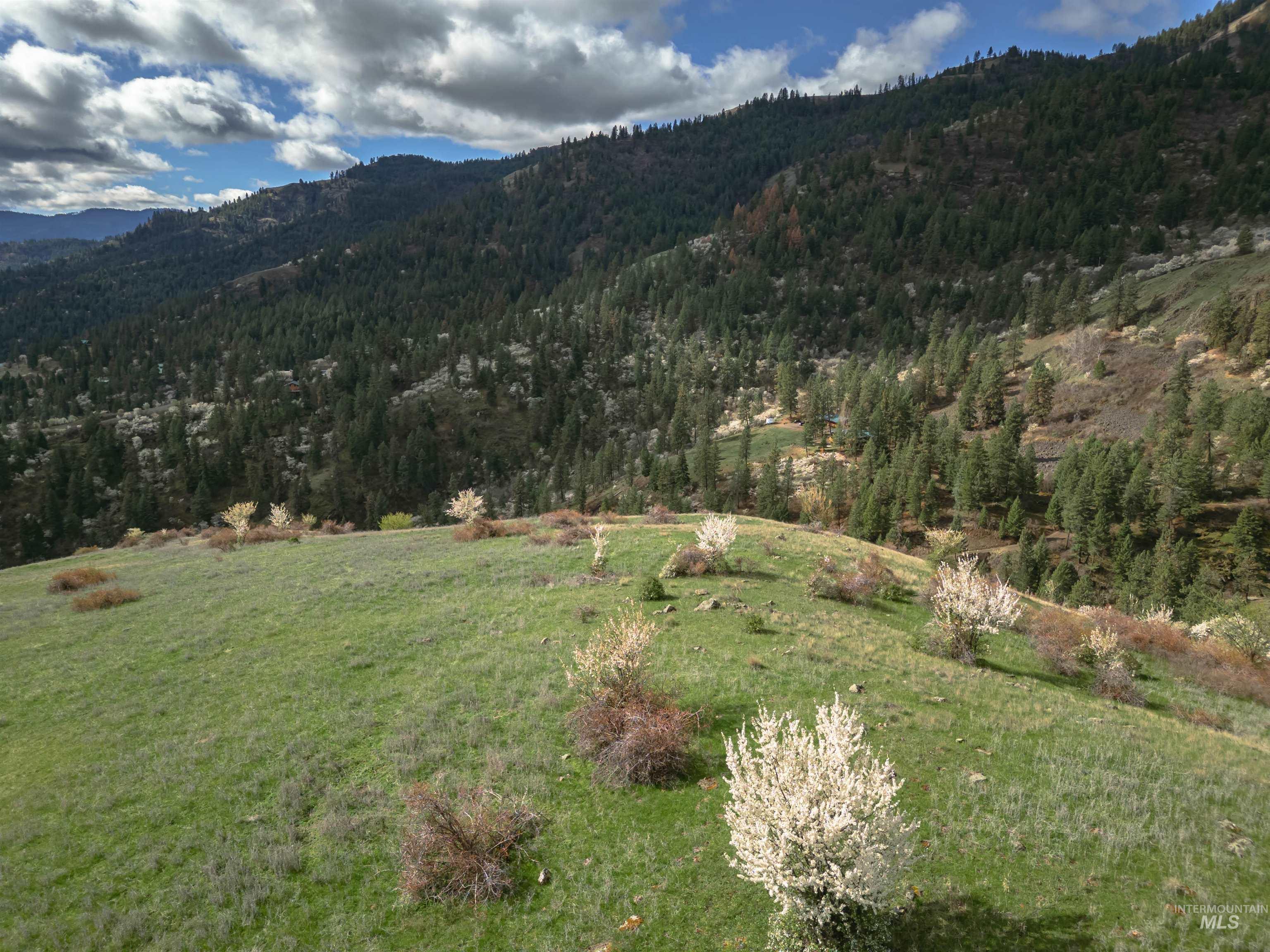 TBD Blue Grouse Road, White Bird, Idaho 83554, Land For Sale, Price $129,000,MLS 98979708