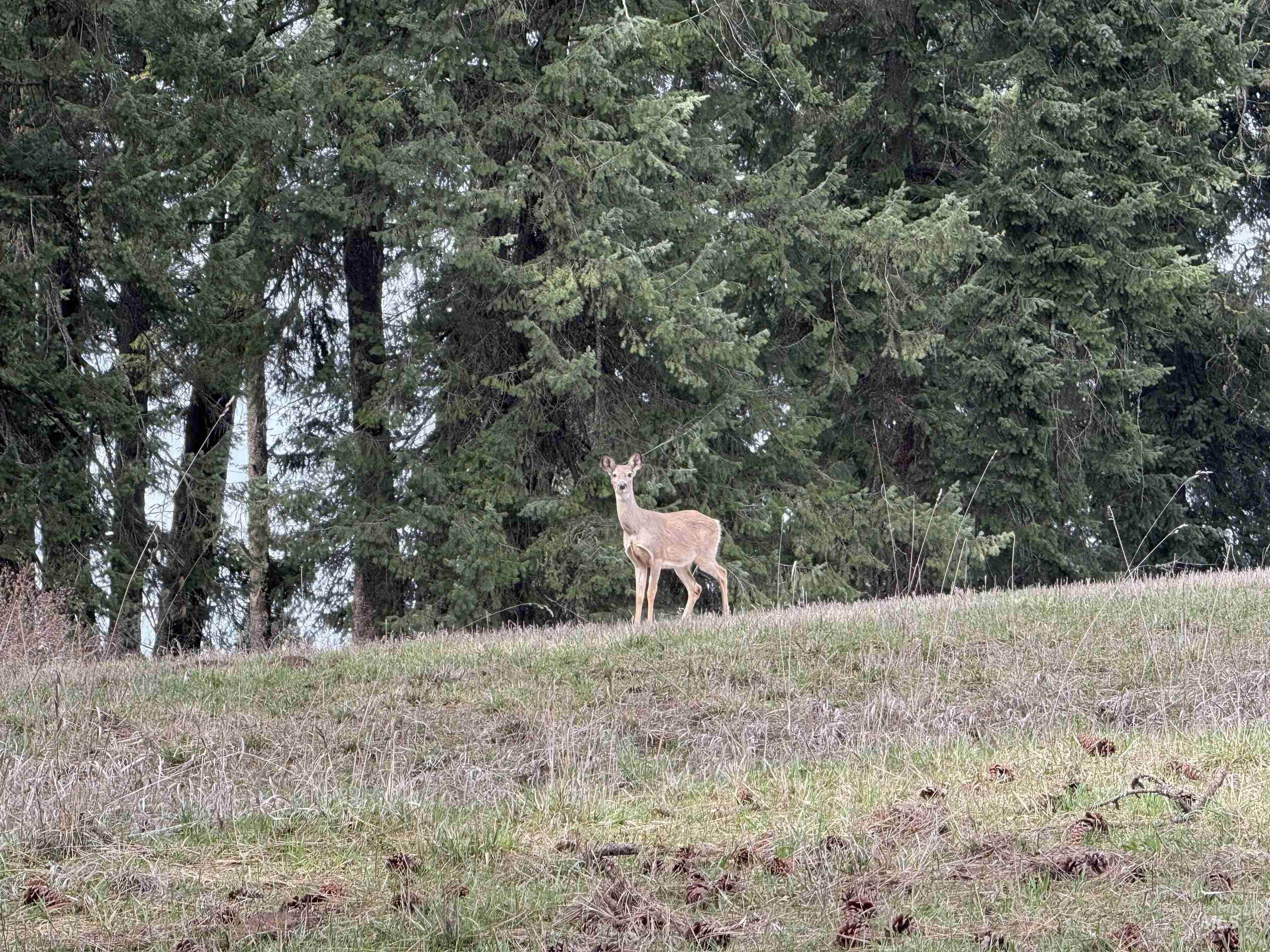 1188 Kidder Ridge, Kamiah, Idaho 83536, Land For Sale, Price $1,261,995,MLS 98979716