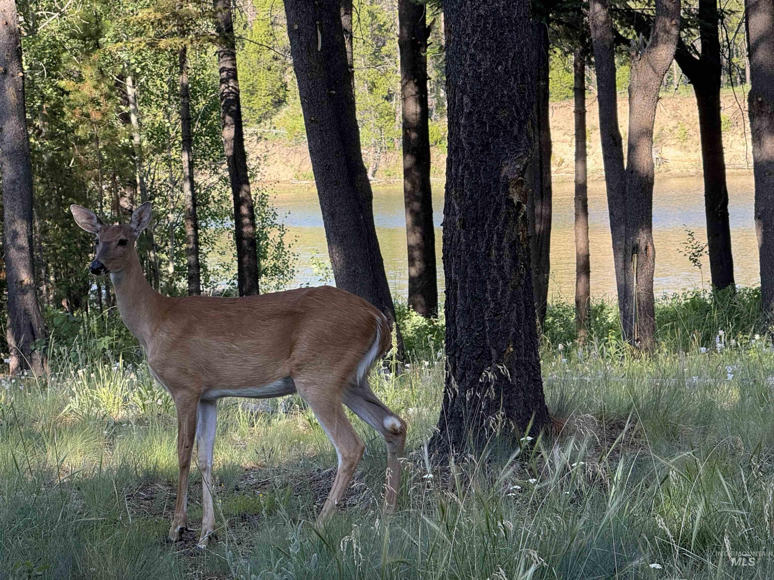 12910 DAWN DR, Donnelly, Idaho 83615, 3 Bedrooms, 2.5 Bathrooms, Residential For Sale, Price $1,200,000,MLS 98979845
