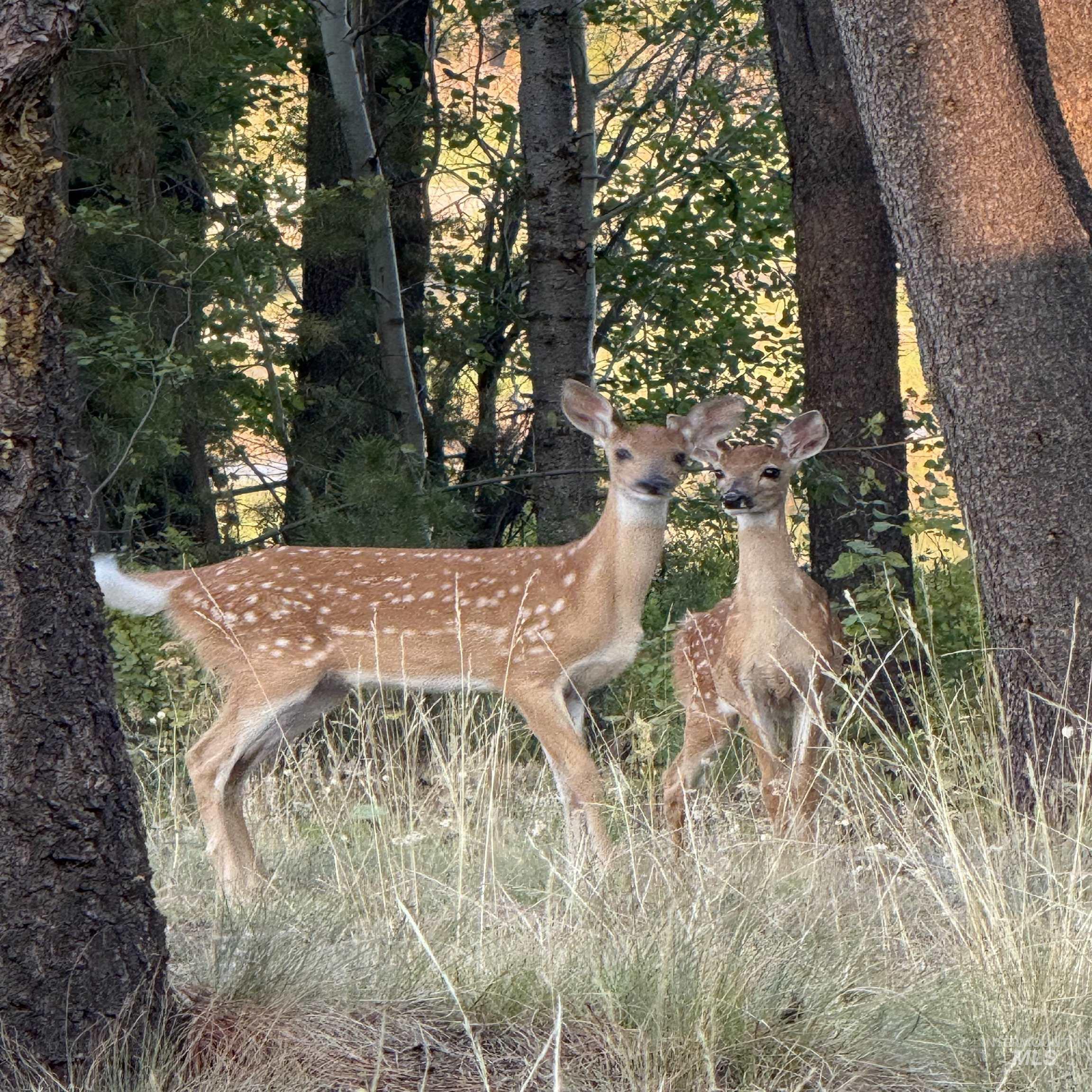 12910 DAWN DR, Donnelly, Idaho 83615, 3 Bedrooms, 2.5 Bathrooms, Residential For Sale, Price $1,200,000,MLS 98979845