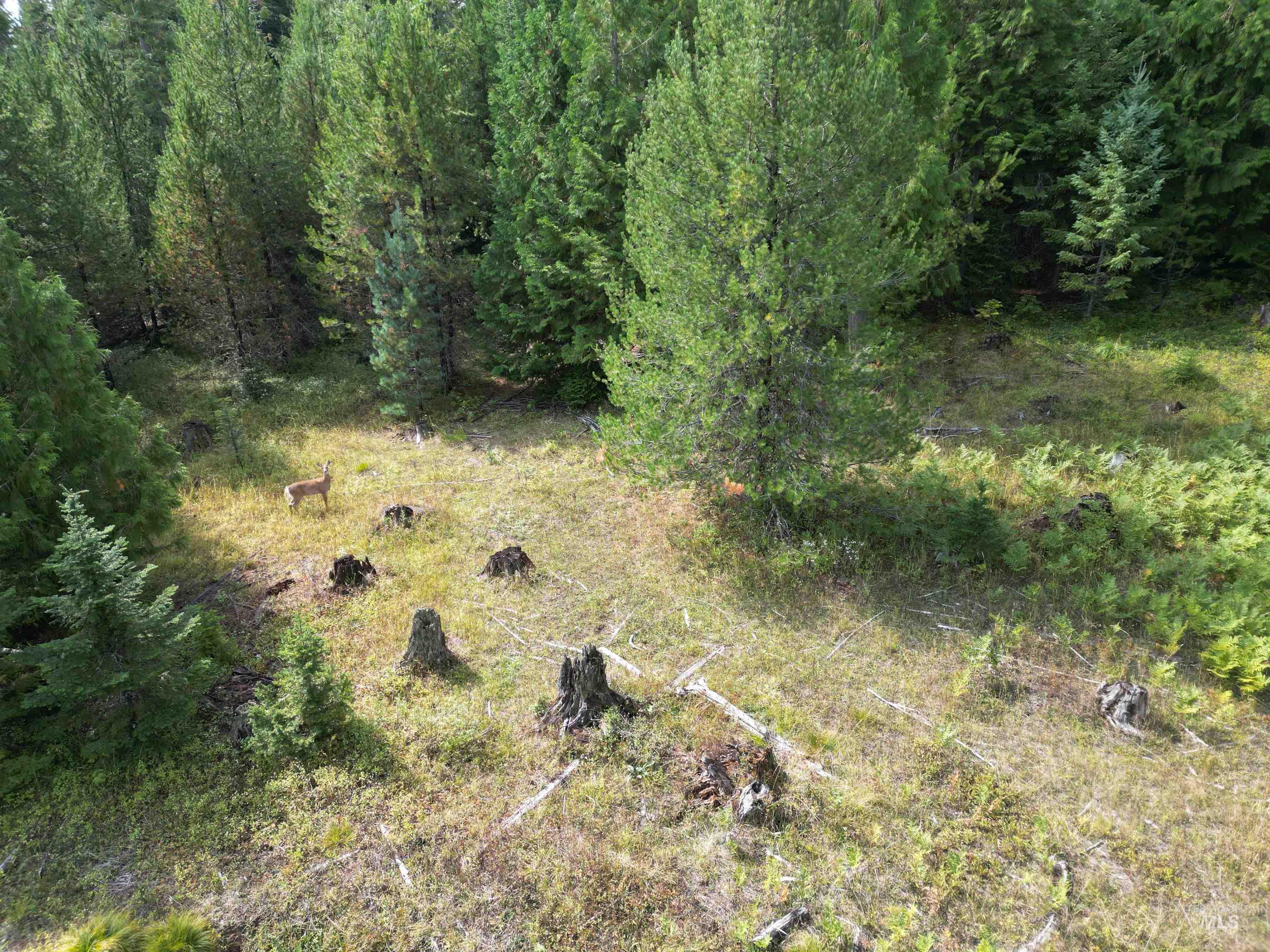 TBD #7 Hjalmar Johnson Road, Weippe, Idaho 83553, Land For Sale, Price $100,000,MLS 98979966