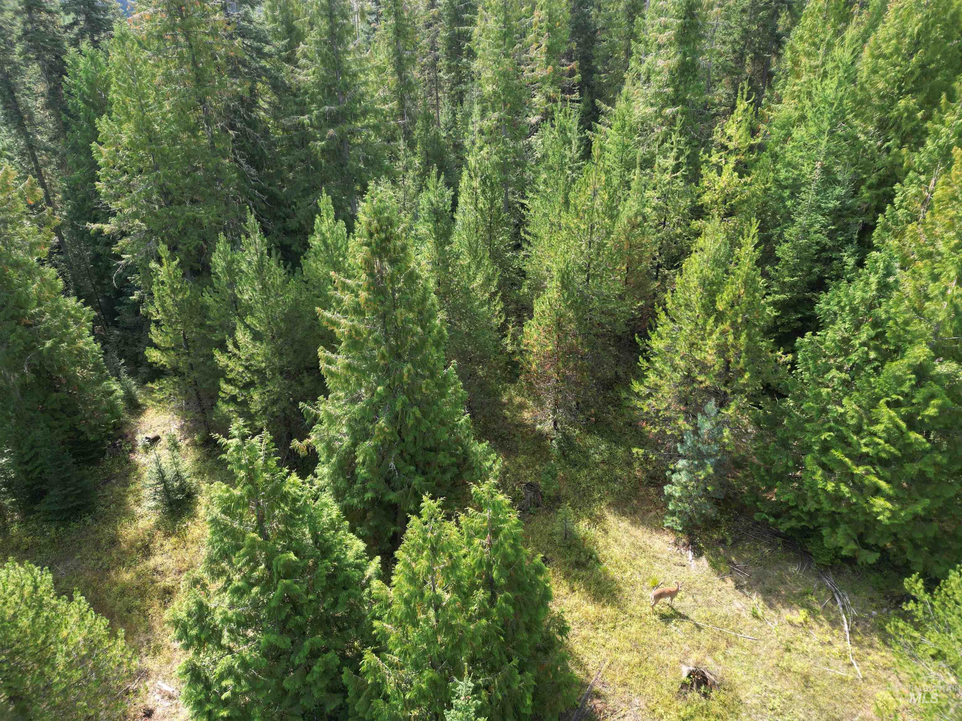 TBD #7 Hjalmar Johnson Road, Weippe, Idaho 83553, Land For Sale, Price $100,000,MLS 98979966