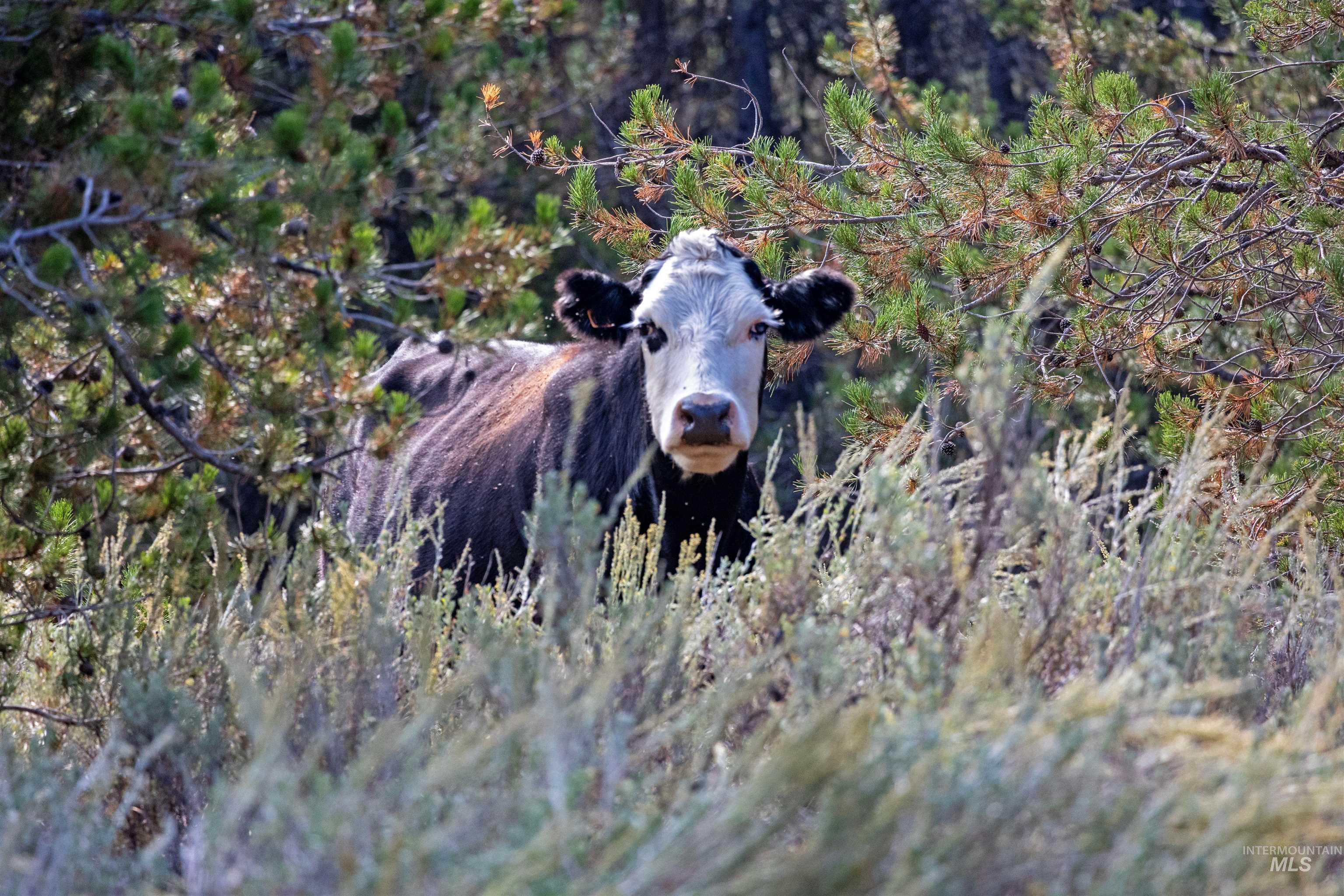 TBD 1 Warm Lake Road, Cascade, Idaho 83611, Land For Sale, Price $22,500,000,MLS 98980090