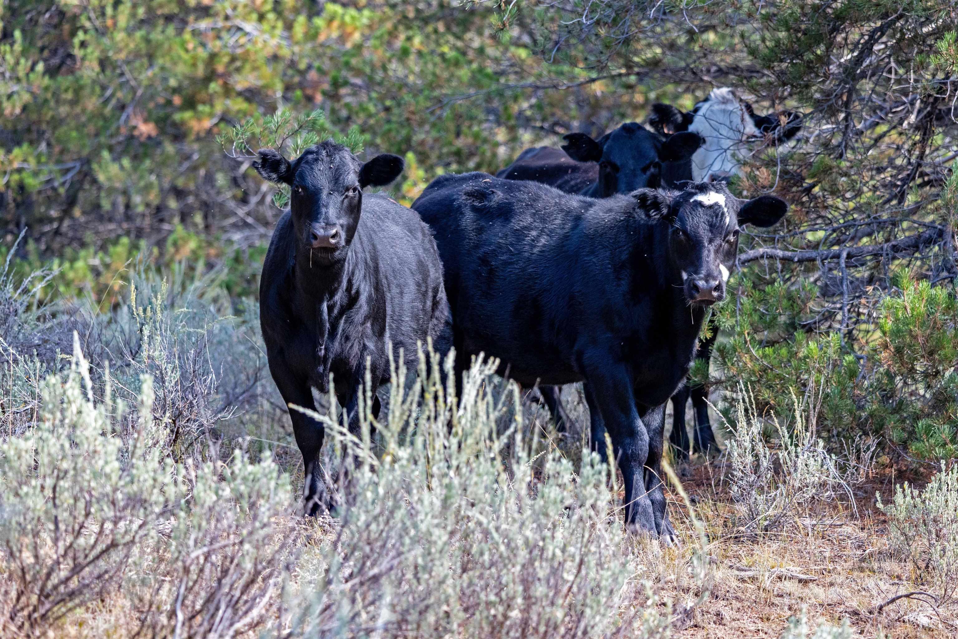 TBD 1 Warm Lake Road, Cascade, Idaho 83611, Land For Sale, Price $22,500,000,MLS 98980090