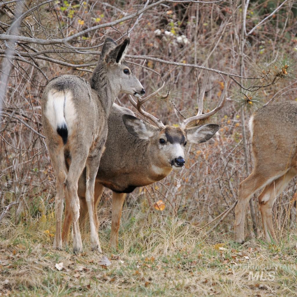 1309 Laurel Drive, Cascade, Idaho 83611, 1 Bedroom, 1 Bathroom, Residential For Sale, Price $360,000,MLS 98980104