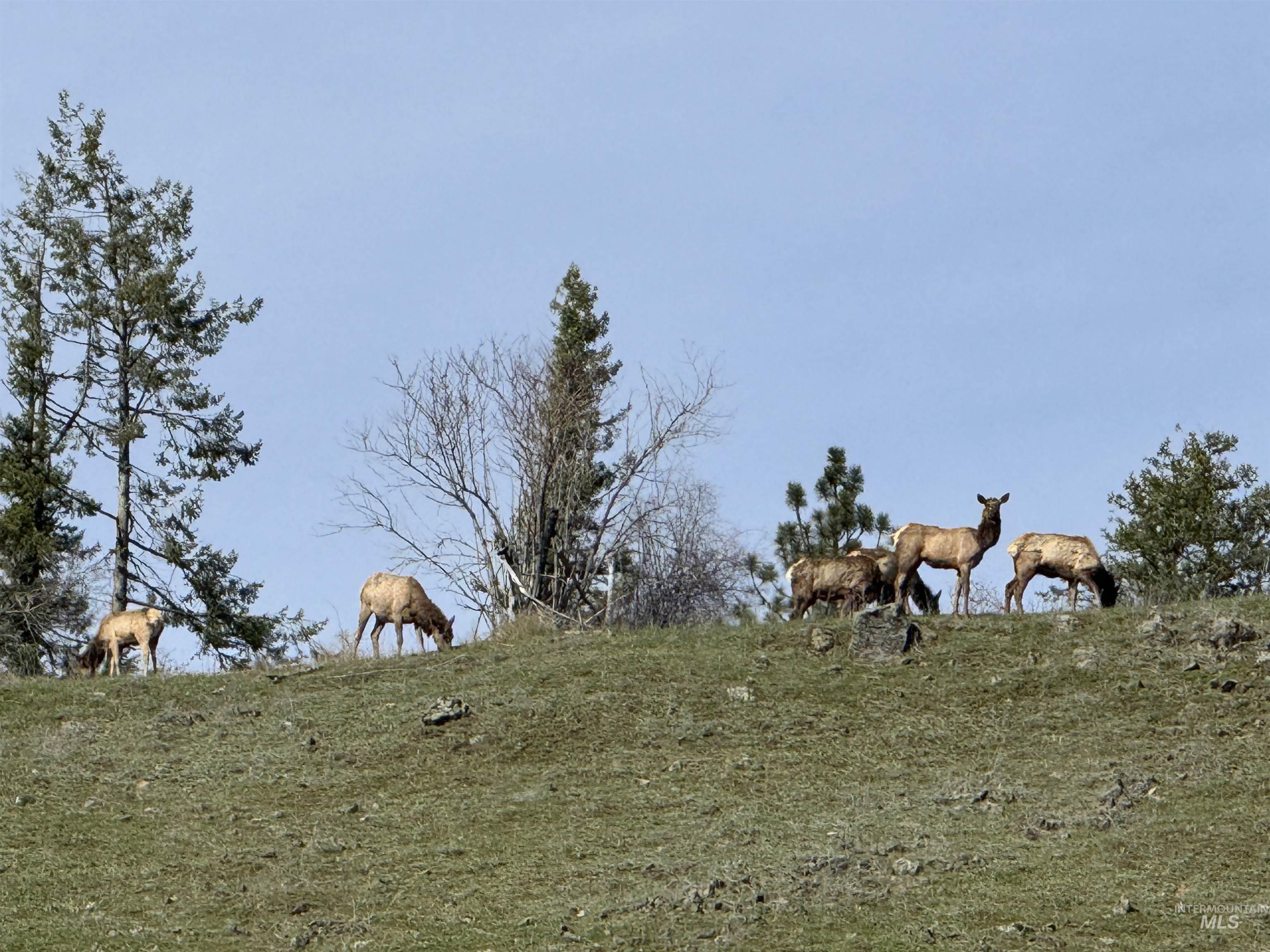 5371 Upper Fords Creek, Orofino, Idaho 83544, 2 Bedrooms, 3.5 Bathrooms, Residential For Sale, Price $1,500,000,MLS 98980115