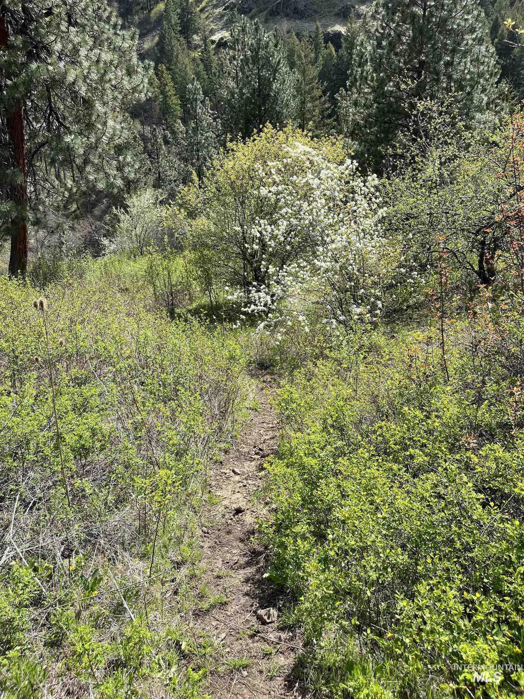 478 Deer Gulch Rd, CottonWood, Idaho 83522, Land For Sale, Price $499,000,MLS 98980190