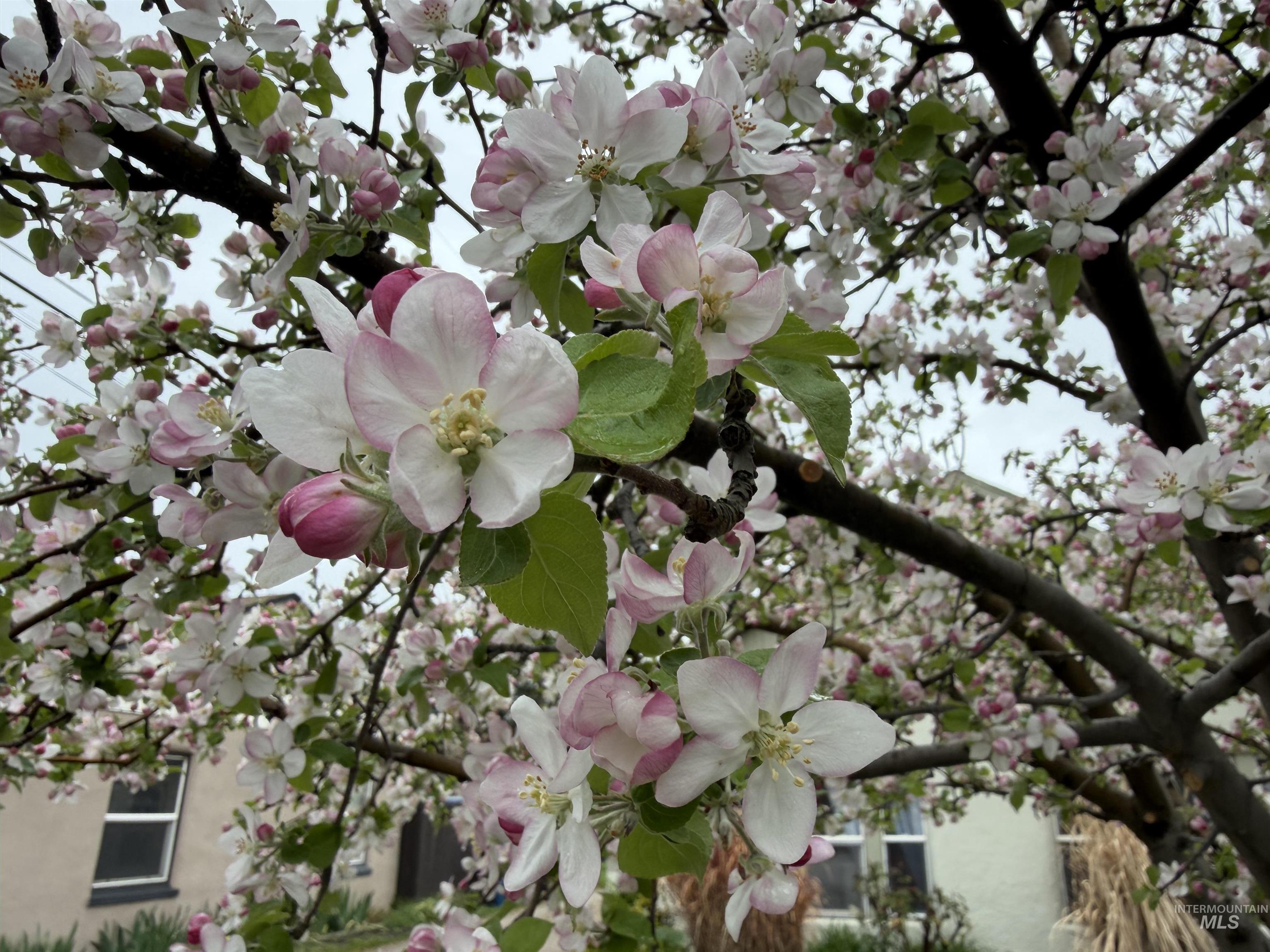 2606-08 W Bella St, Boise, Idaho 83702-0121, 1 Bedroom, 1 Bathroom, Residential Income For Sale, Price $455,000, 98980334