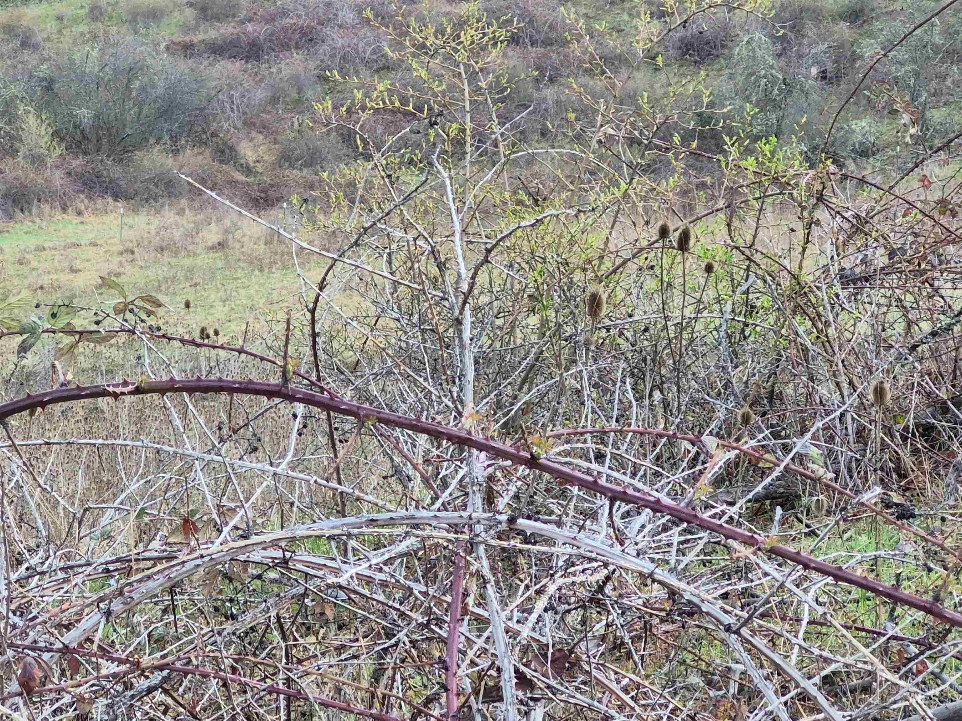 TBD Elk Hill St. Lot # 3, Kamiah, Idaho 83536, Land For Sale, Price $99,000,MLS 98980493