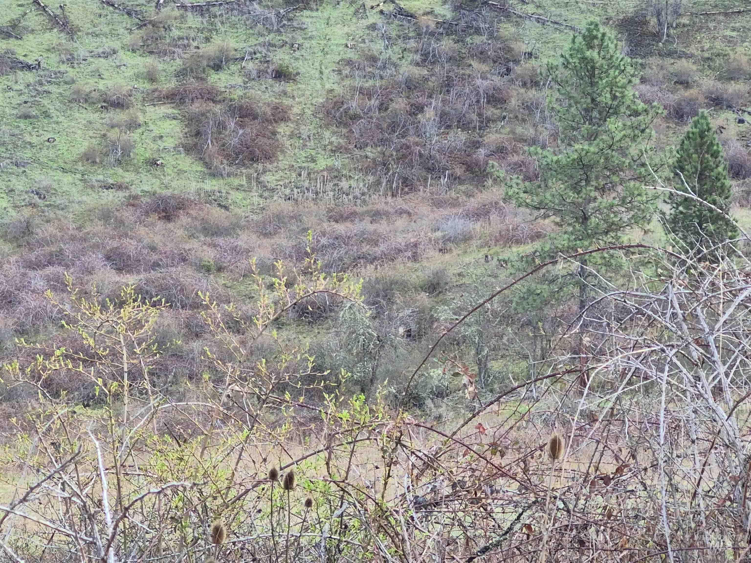 TBD Elk Hill St. Lot # 3, Kamiah, Idaho 83536, Land For Sale, Price $99,000,MLS 98980493