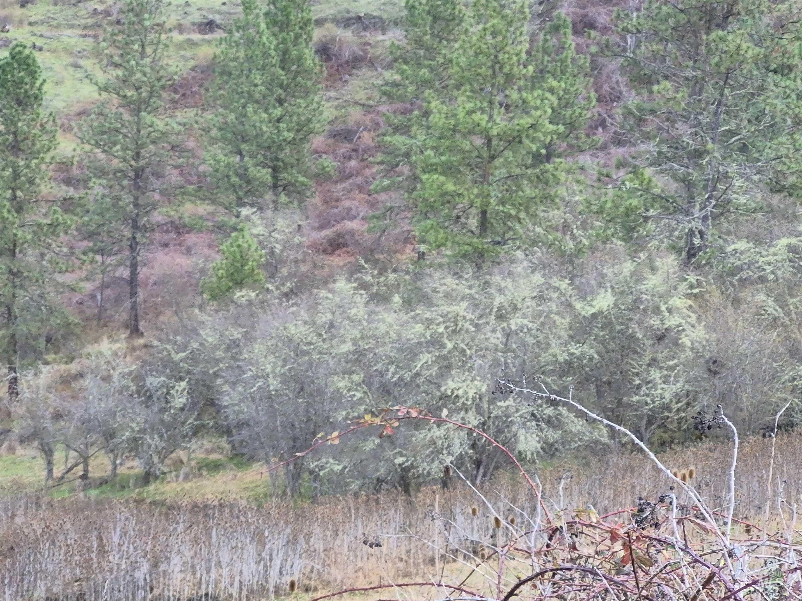 TBD Elk Hill St. Lot # 3, Kamiah, Idaho 83536, Land For Sale, Price $99,000,MLS 98980493