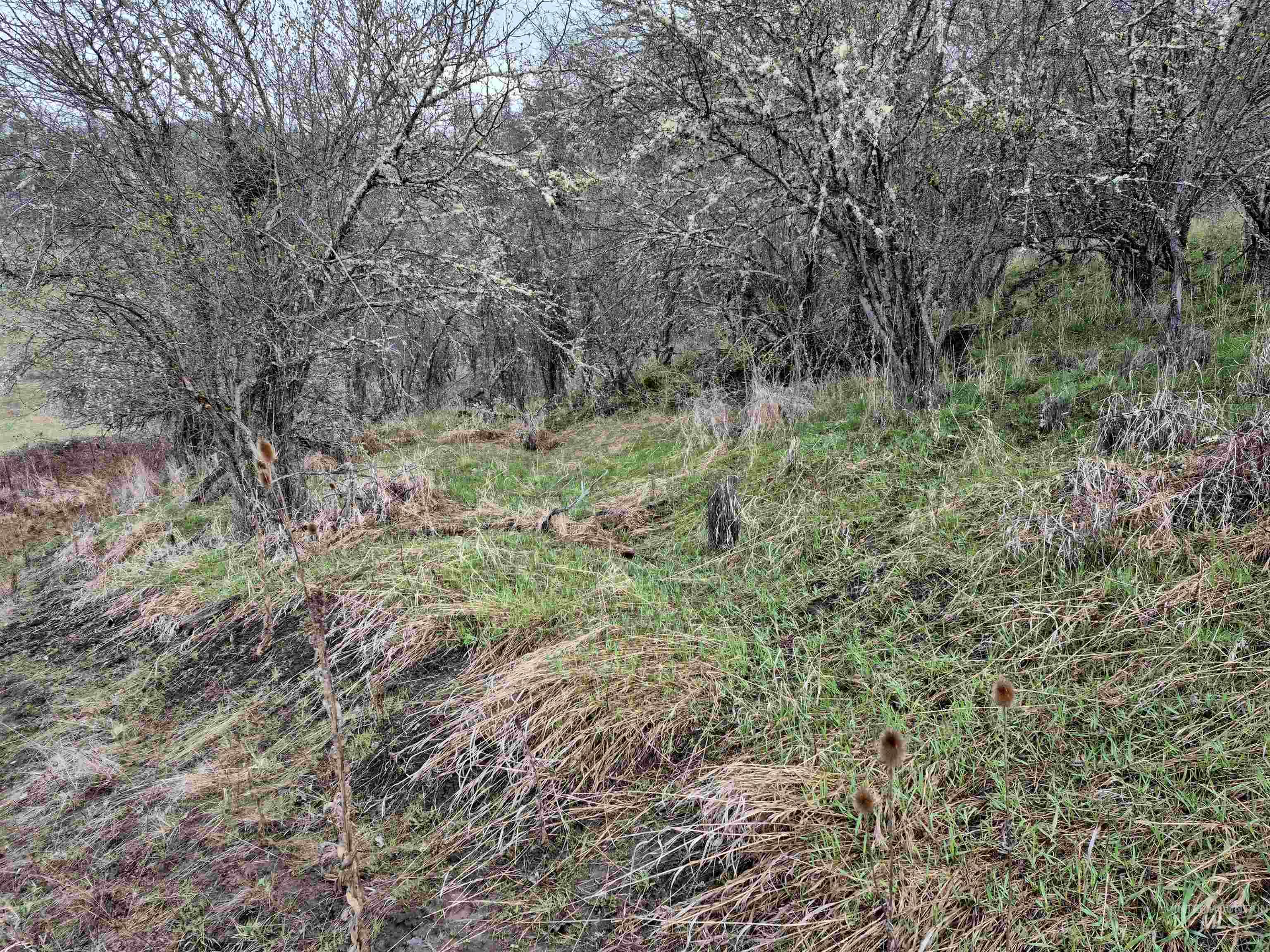 TBD Elk Hill St. Lot # 3, Kamiah, Idaho 83536, Land For Sale, Price $99,000,MLS 98980493