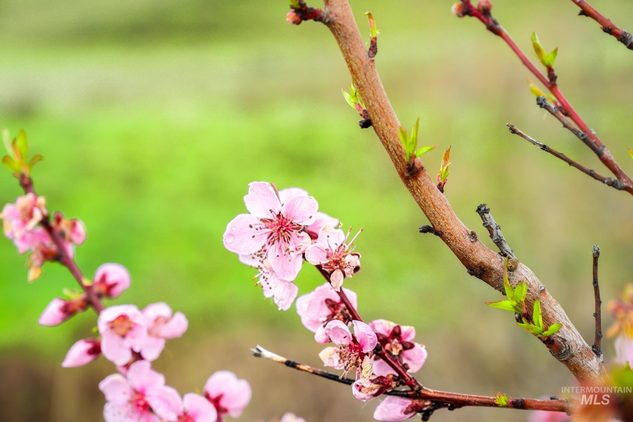 Tax Lot 15854 Lockett Rd., Ontario, Oregon 97914, Land For Sale, Price $265,000,MLS 98980558