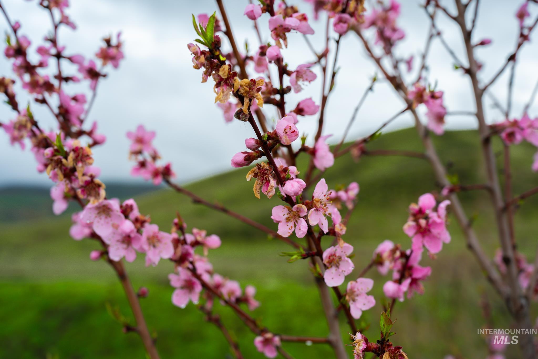 Tax Lot 15854 Lockett Rd., Ontario, Oregon 97914, Land For Sale, Price $265,000,MLS 98980558