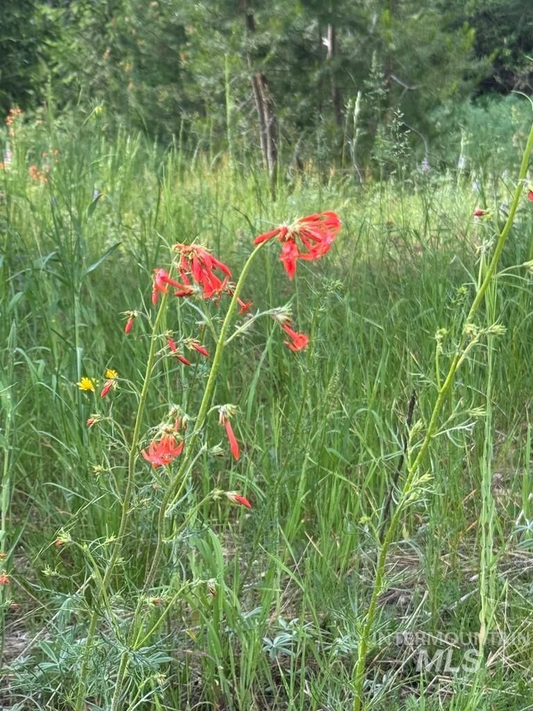 203 Pintail Pl, Donnelly, Idaho 83615, Land For Sale, Price $329,000,MLS 98980618