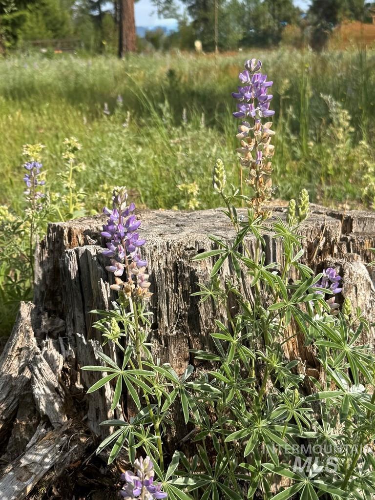 203 Pintail Pl, Donnelly, Idaho 83615, Land For Sale, Price $329,000,MLS 98980618