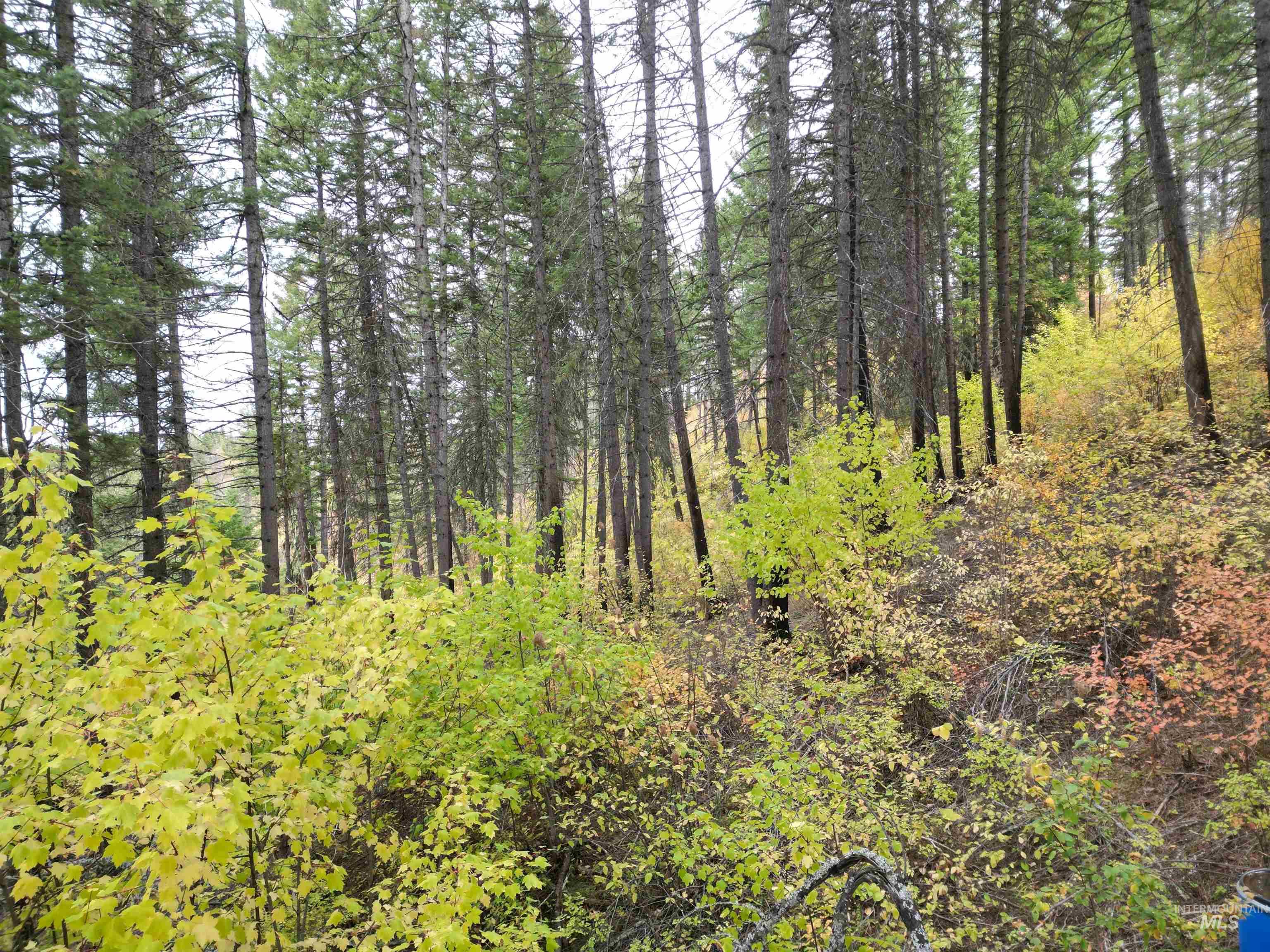 905 Hidden Valley Lane, Weippe, Idaho 83553, Land For Sale, Price $169,000,MLS 98980724