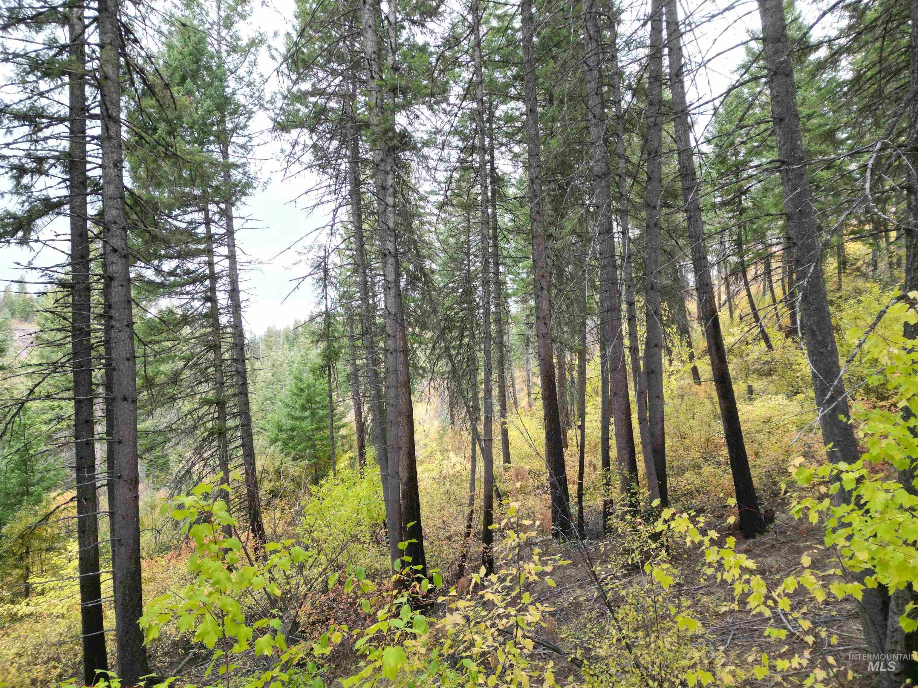 905 Hidden Valley Lane, Weippe, Idaho 83553, Land For Sale, Price $169,000,MLS 98980724