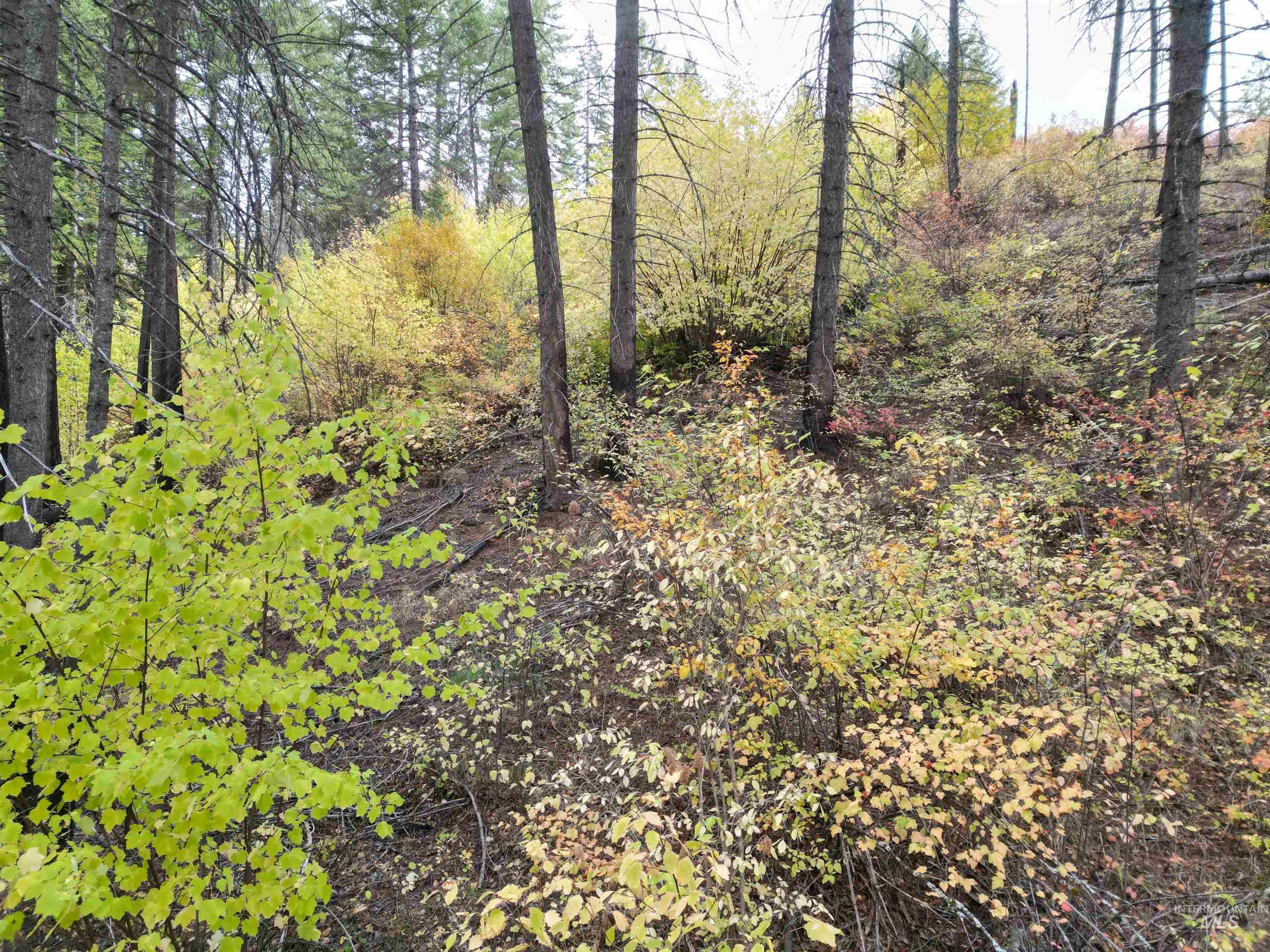 905 Hidden Valley Lane, Weippe, Idaho 83553, Land For Sale, Price $169,000,MLS 98980724