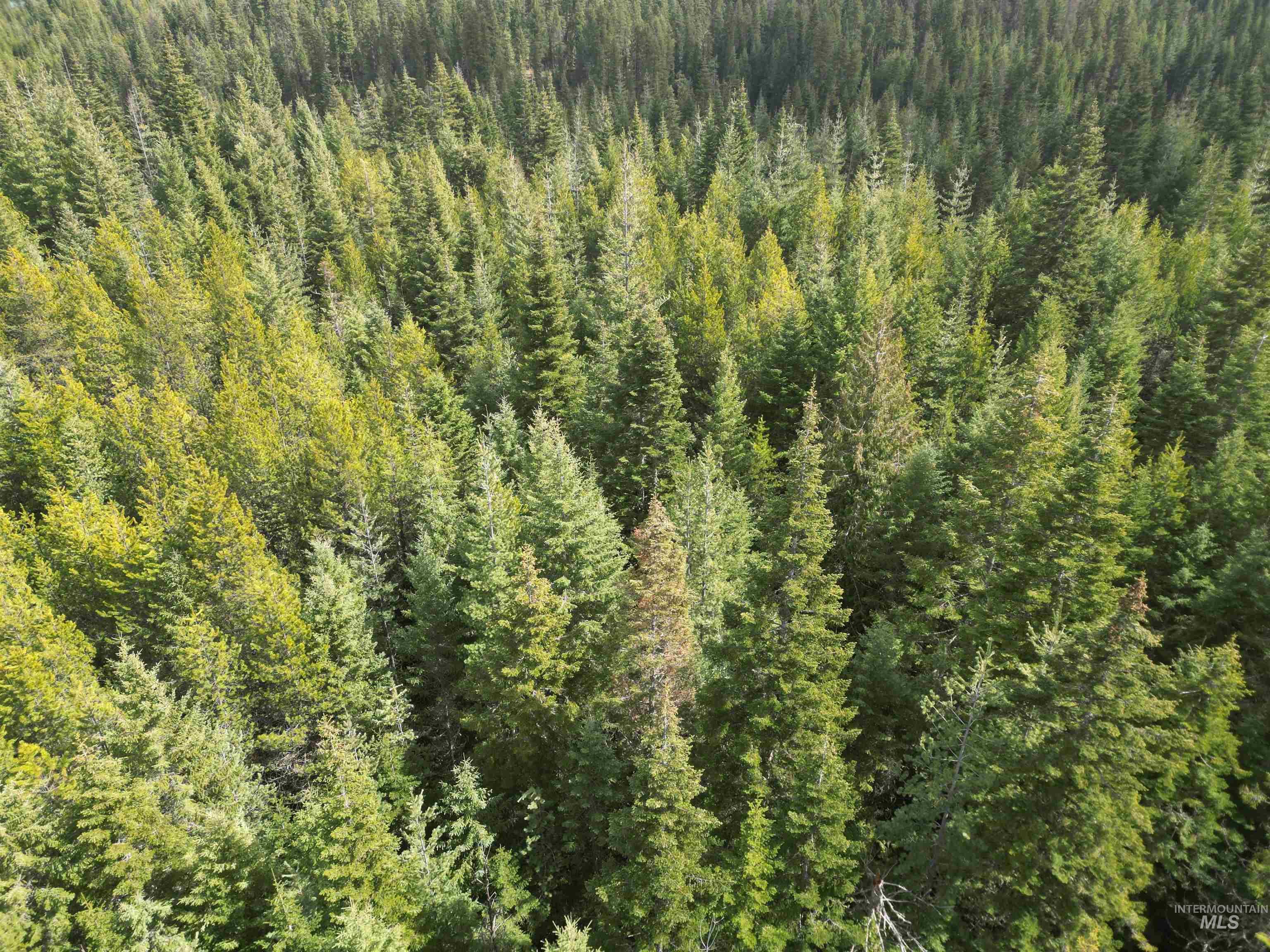 TBD Lot 11 Spring Lane, Weippe, Idaho 83553, Land For Sale, Price $100,000,MLS 98980742