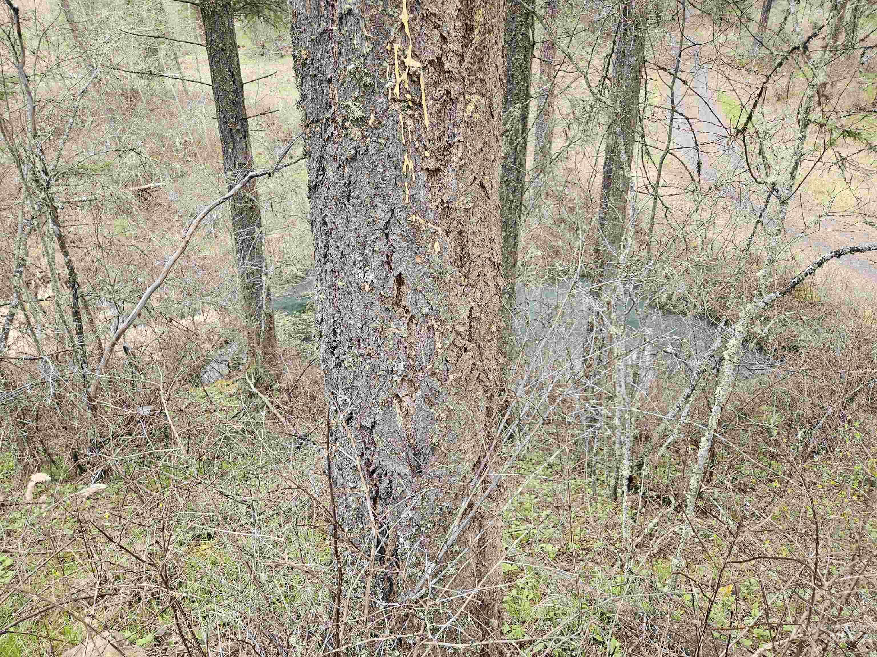 TBD O'Brien, Orofino, Idaho 83544, Land For Sale, Price $549,900,MLS 98980747