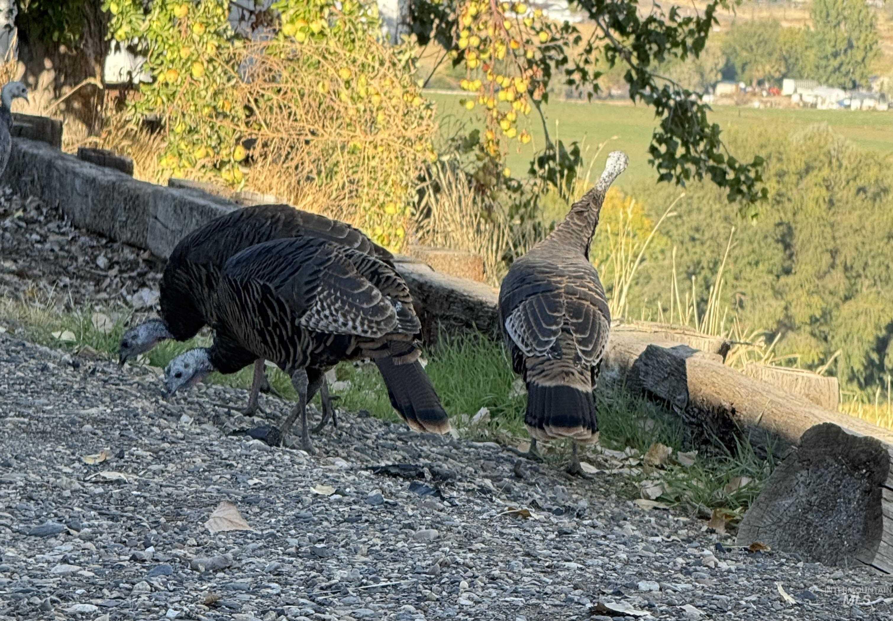 319 SnowMoody way, Ontario, Oregon 97914, 3 Bedrooms, 2 Bathrooms, Residential For Sale, Price $729,000, 98980964