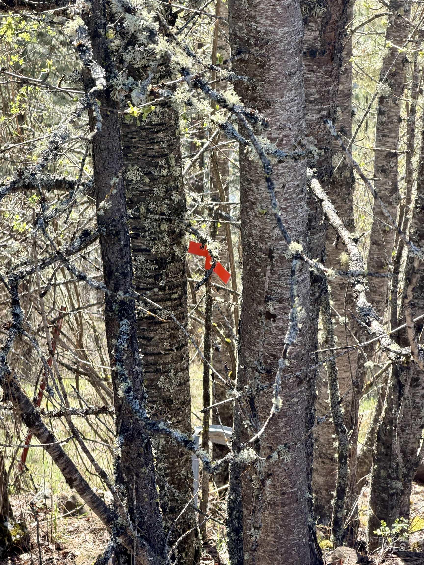 4012 Highway 11, Orofino, Idaho 83544, Land For Sale, Price $265,000, 98981096