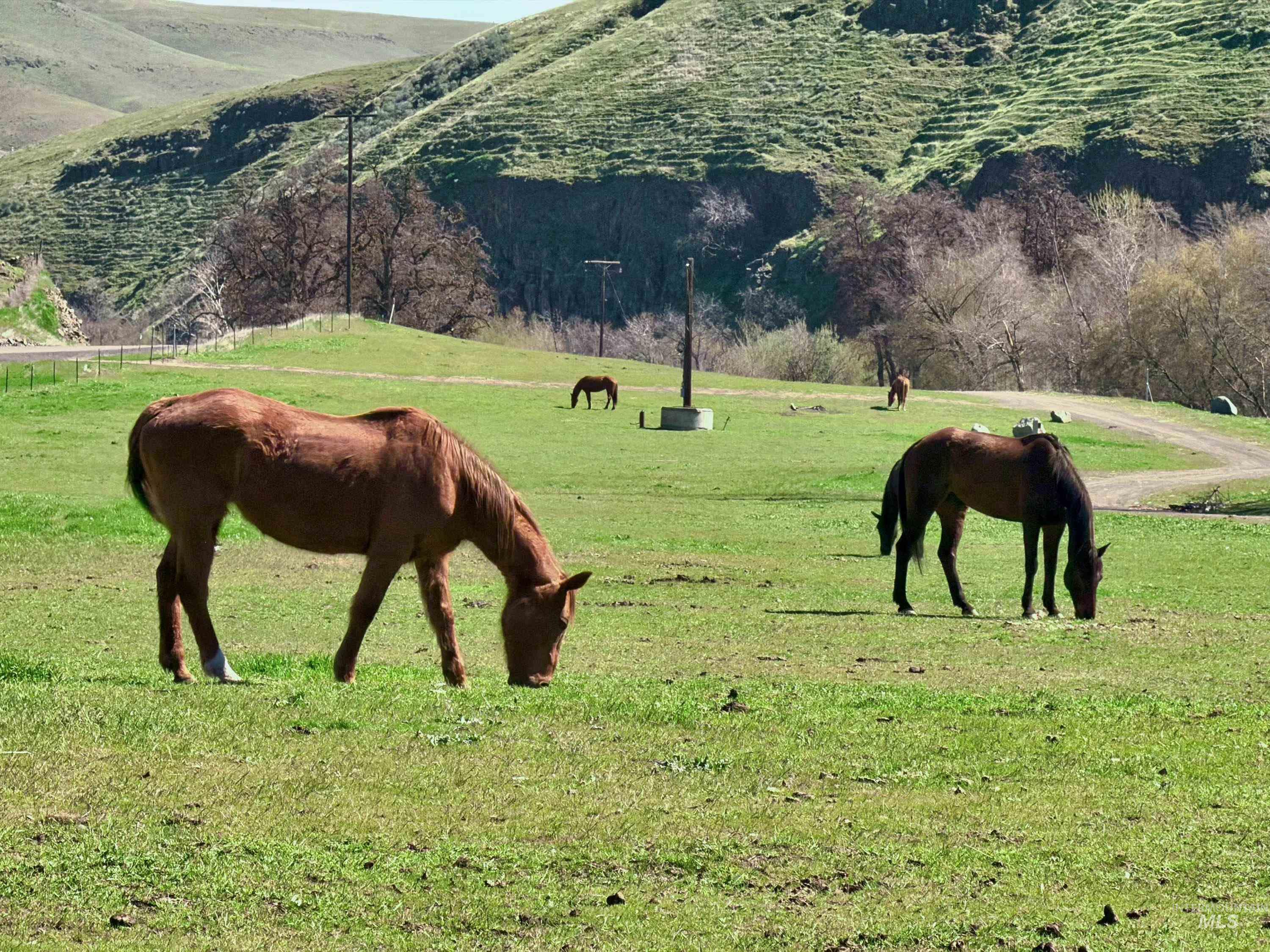 13761 Asotin Creek Road, Asotin, Washington 99402, Land For Sale, Price $475,000,MLS 98981960