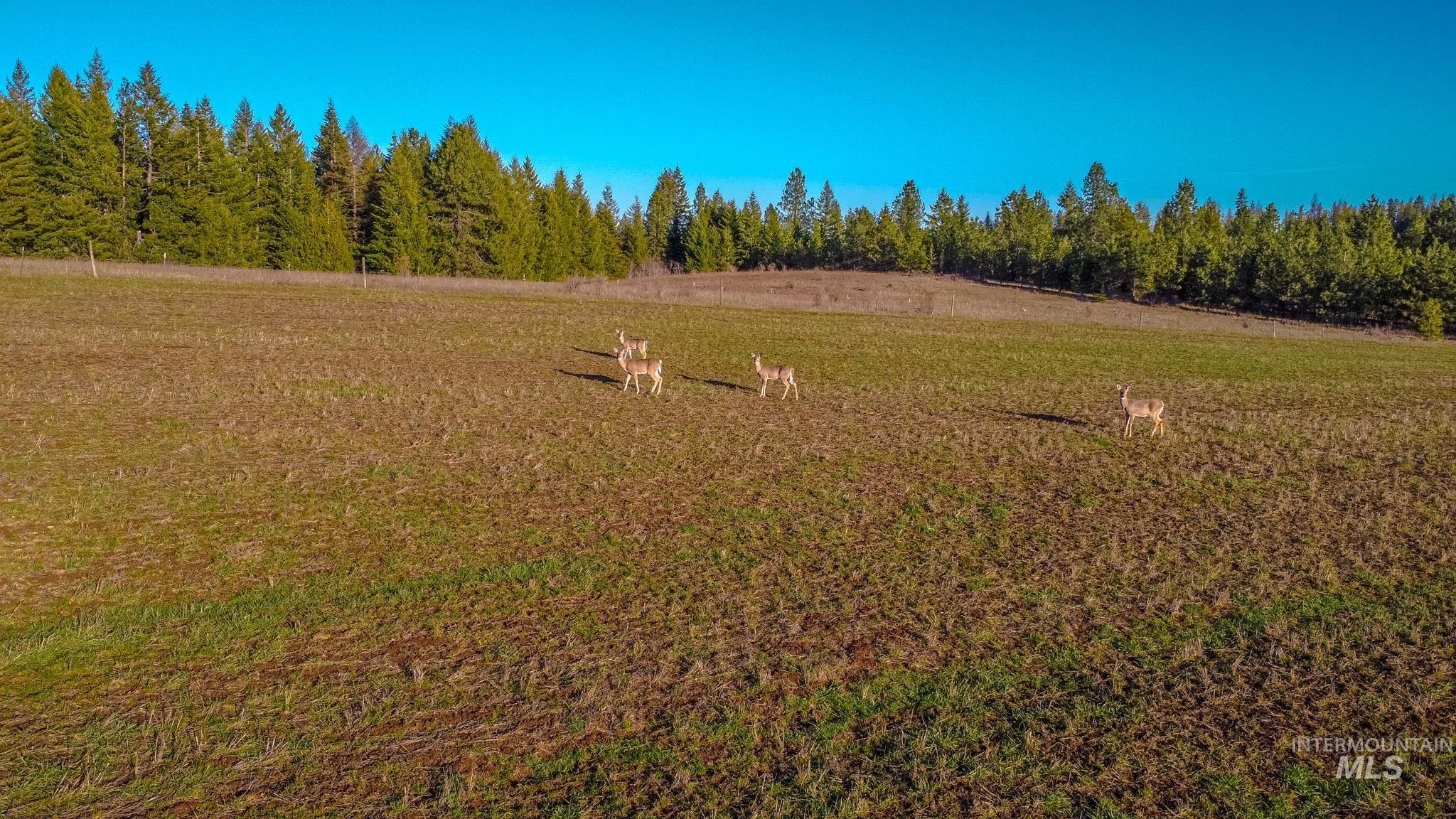 5404 Freeman Creek Rd, Lenore, Idaho 83541, 3 Bedrooms, 3 Bathrooms, Residential For Sale, Price $939,000, 98981990
