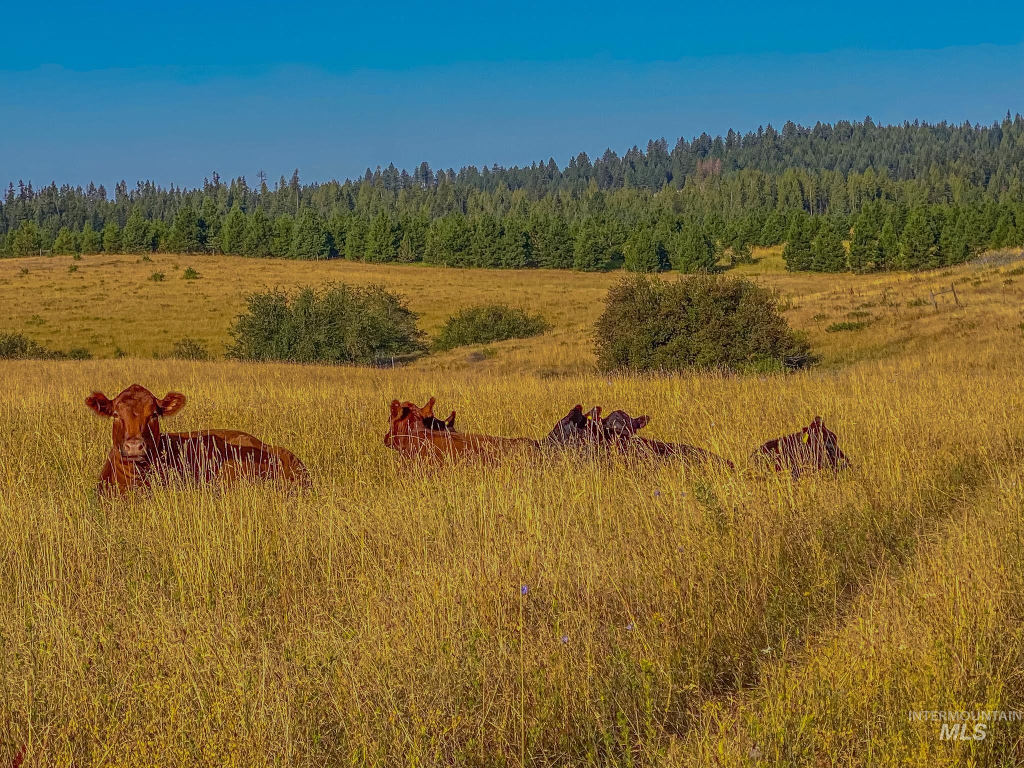 5404 Freeman Creek Rd, Lenore, Idaho 83541, 3 Bedrooms, 3 Bathrooms, Residential For Sale, Price $949,000, 98981990