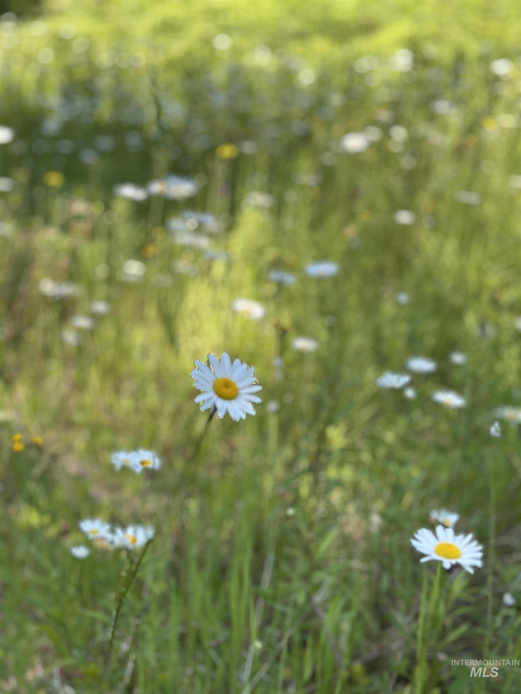 1522 Alpine Dr, Fernwood, Idaho 83830, Land For Sale, Price $269,500,MLS 98982410