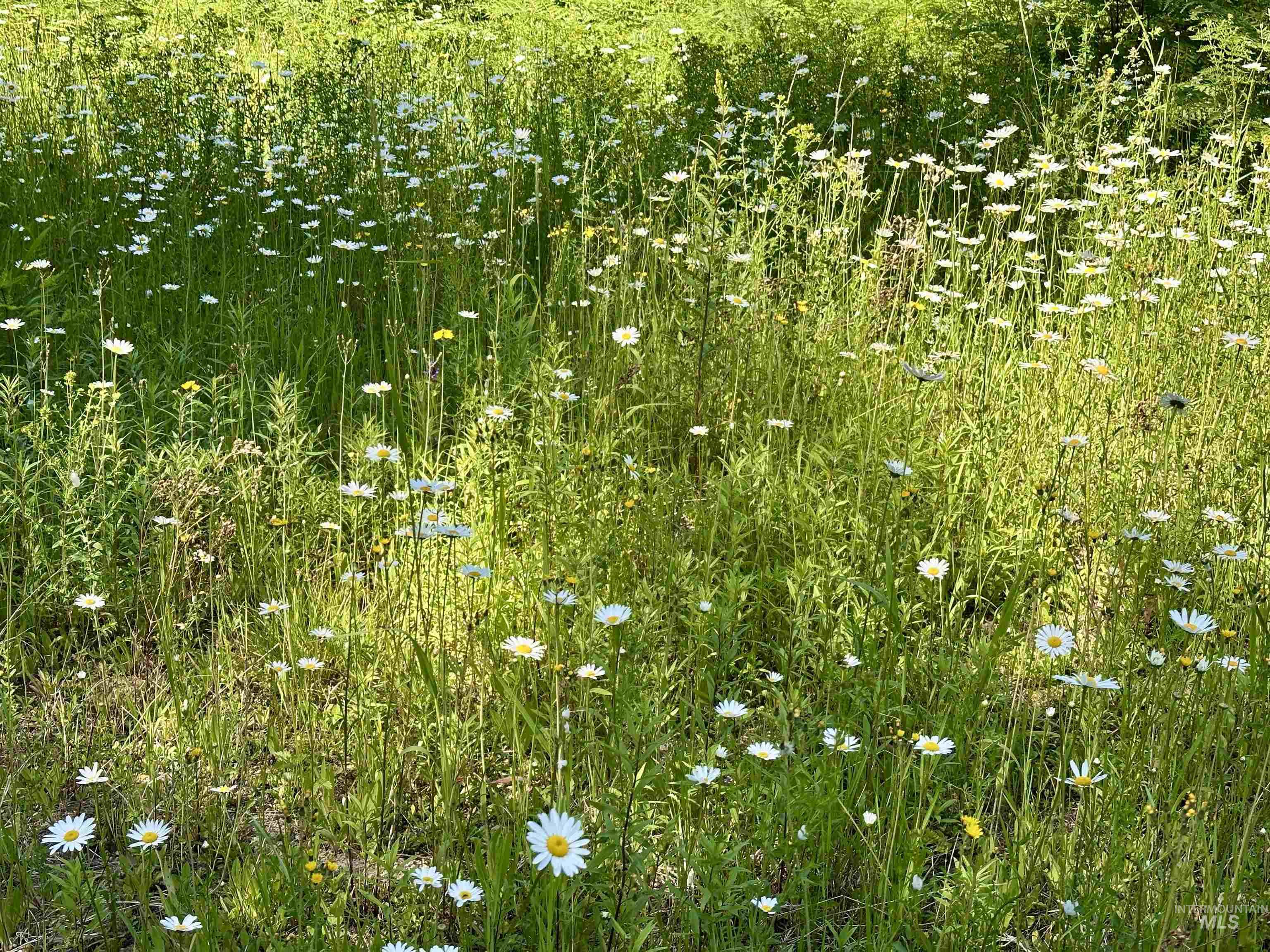 1522 Alpine Dr, Fernwood, Idaho 83830, Land For Sale, Price $269,500,MLS 98982410