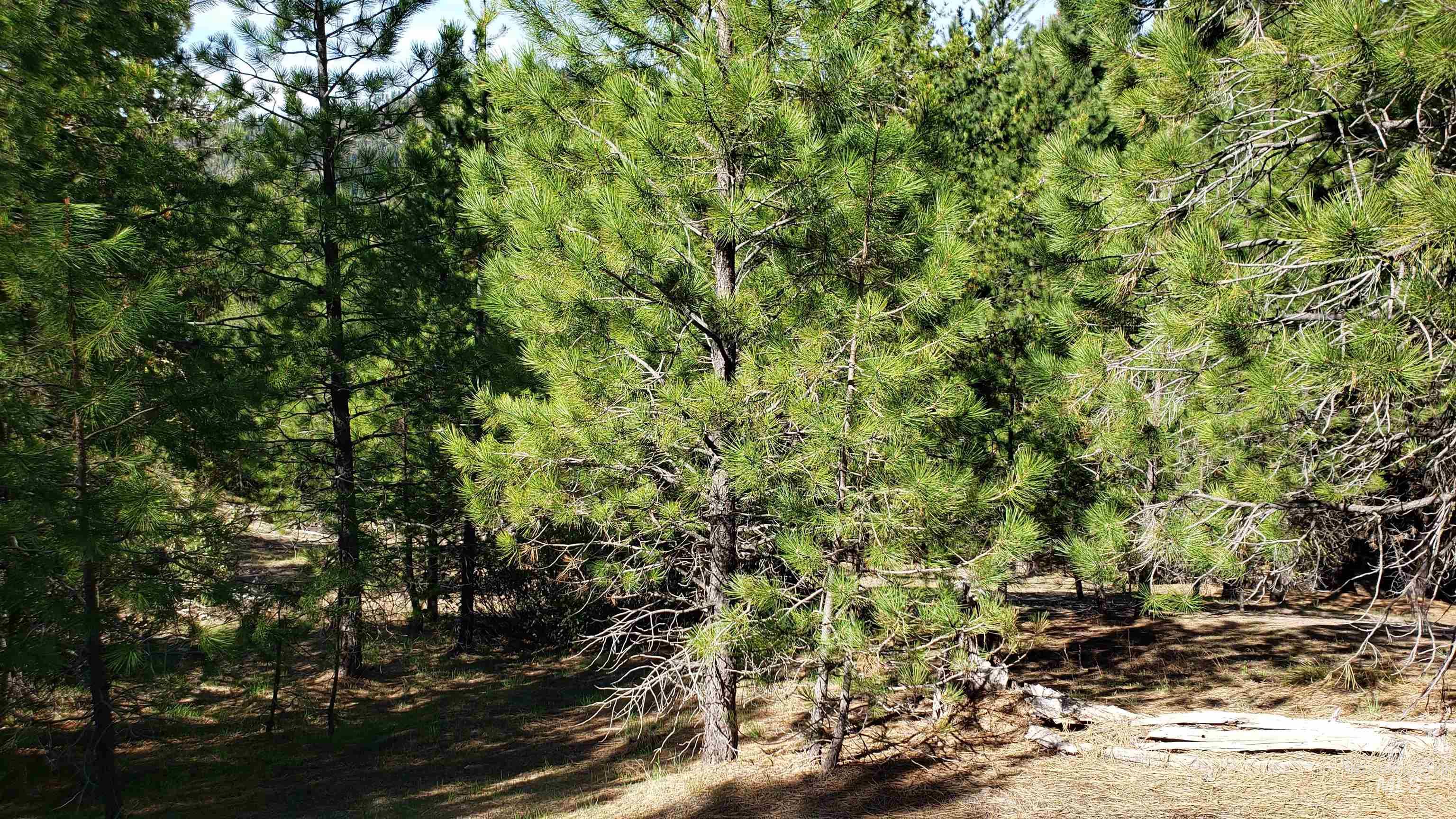 20.01 ac TBD Smith Ferry Dr, Smiths Ferry, Idaho 83611, Land For Sale, Price $375,000, 98982786