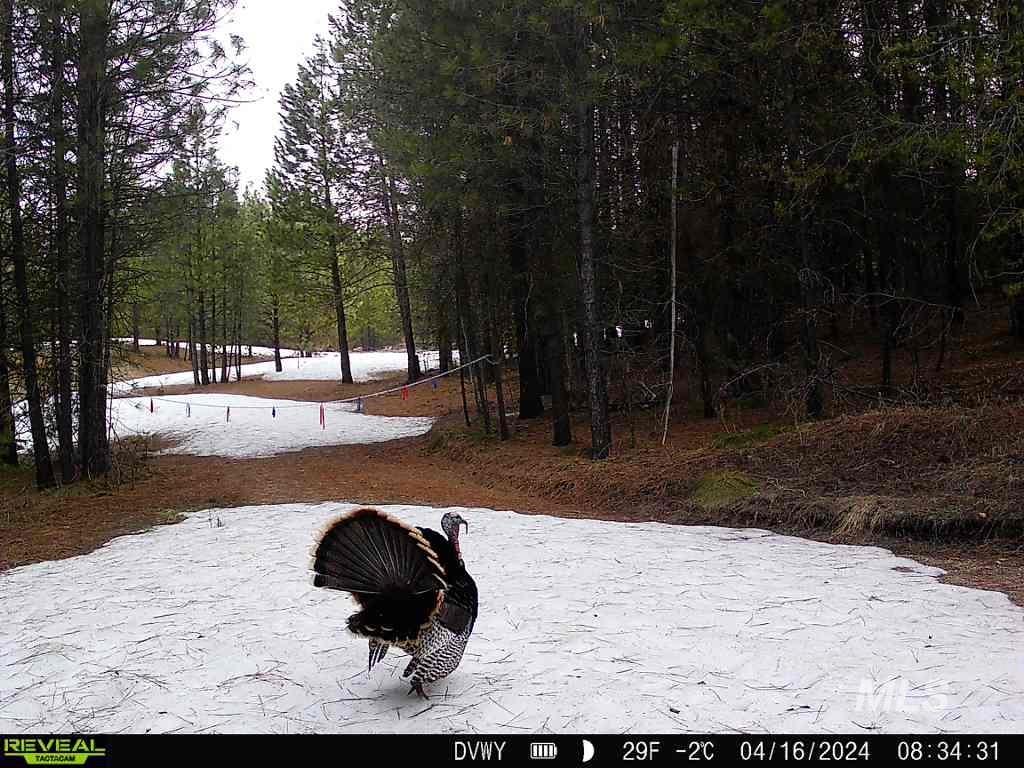 20.01 ac TBD Smith Ferry Dr, Smiths Ferry, Idaho 83611, Land For Sale, Price $375,000, 98982786