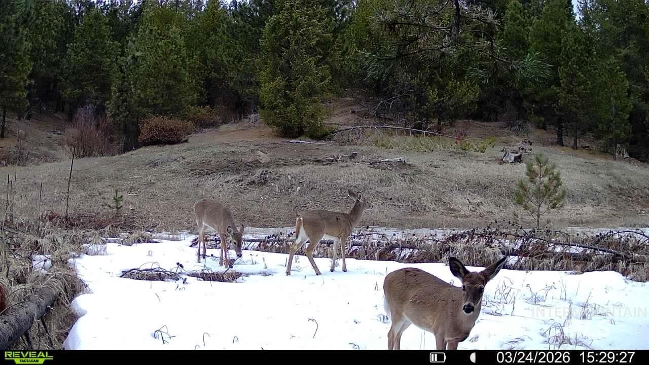 20.01 ac TBD Smith Ferry Dr, Smiths Ferry, Idaho 83611, Land For Sale, Price $375,000, 98982786