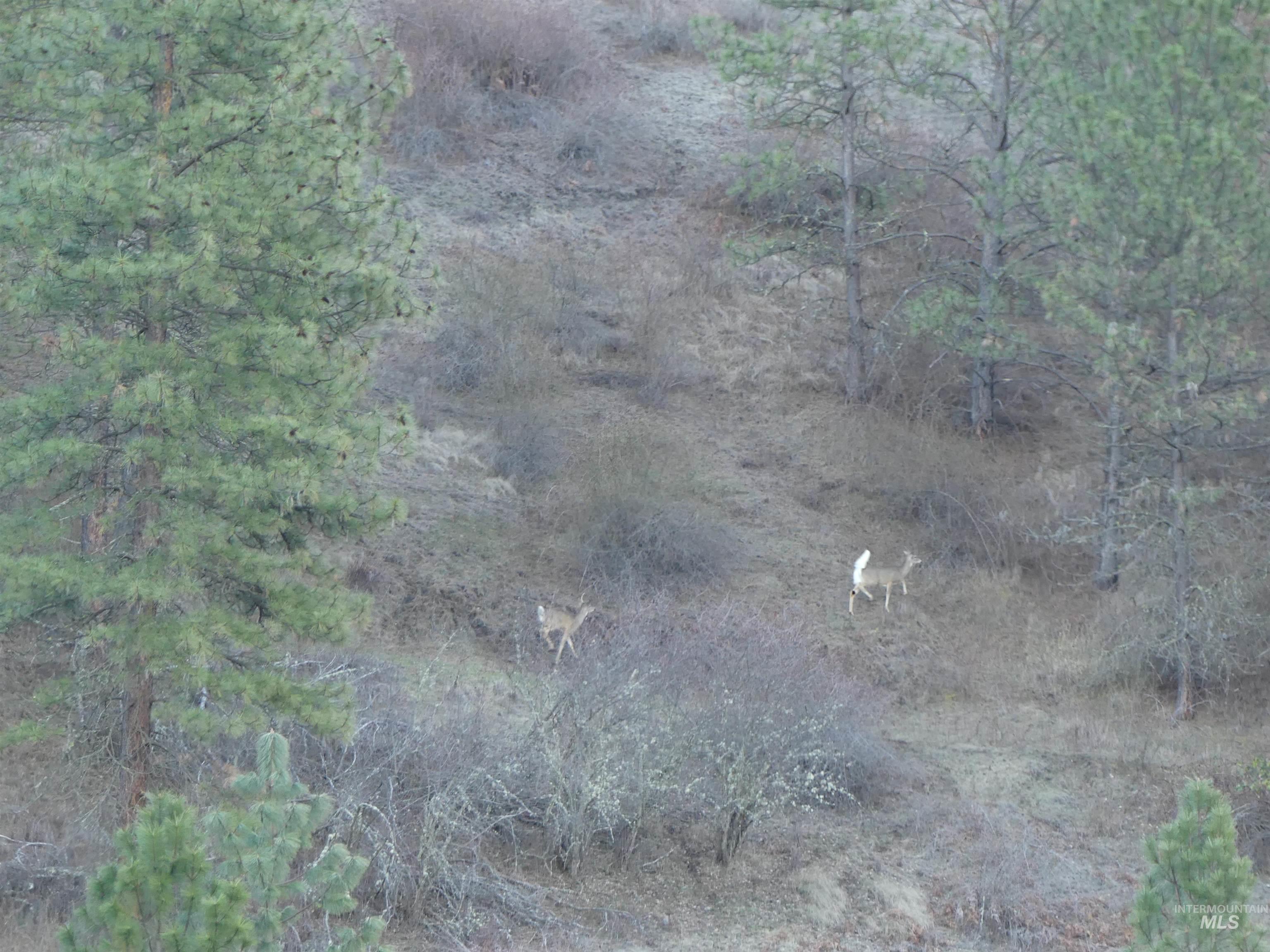 1404 Carrot Ridge Road, Greer, Idaho 83536-0000, Land For Sale, Price $1,378,000, 98982852