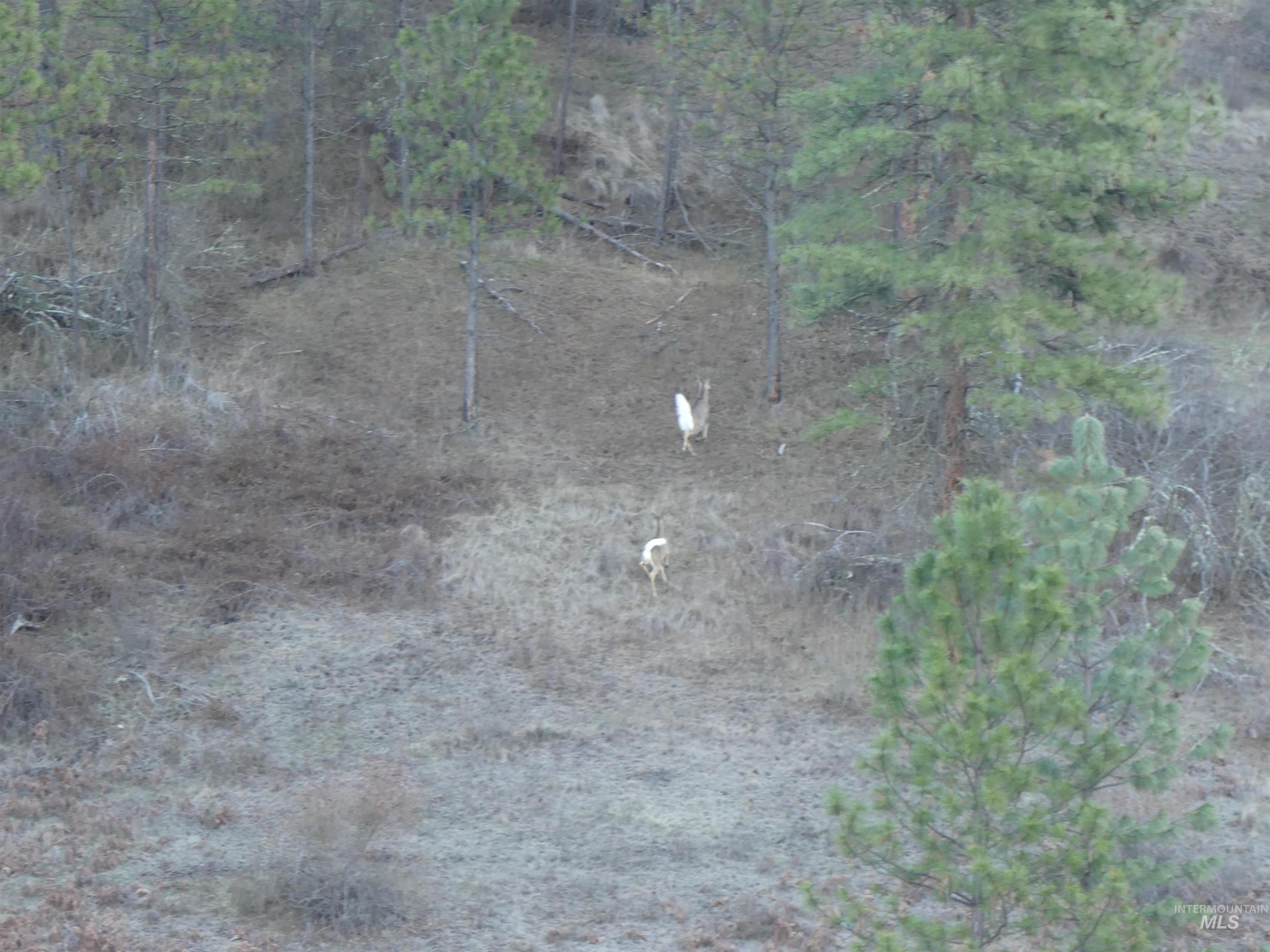 1408 Carrot Ridge Road, Greer, Idaho 83536-0000, Land For Sale, Price $1,378,000, 98982852