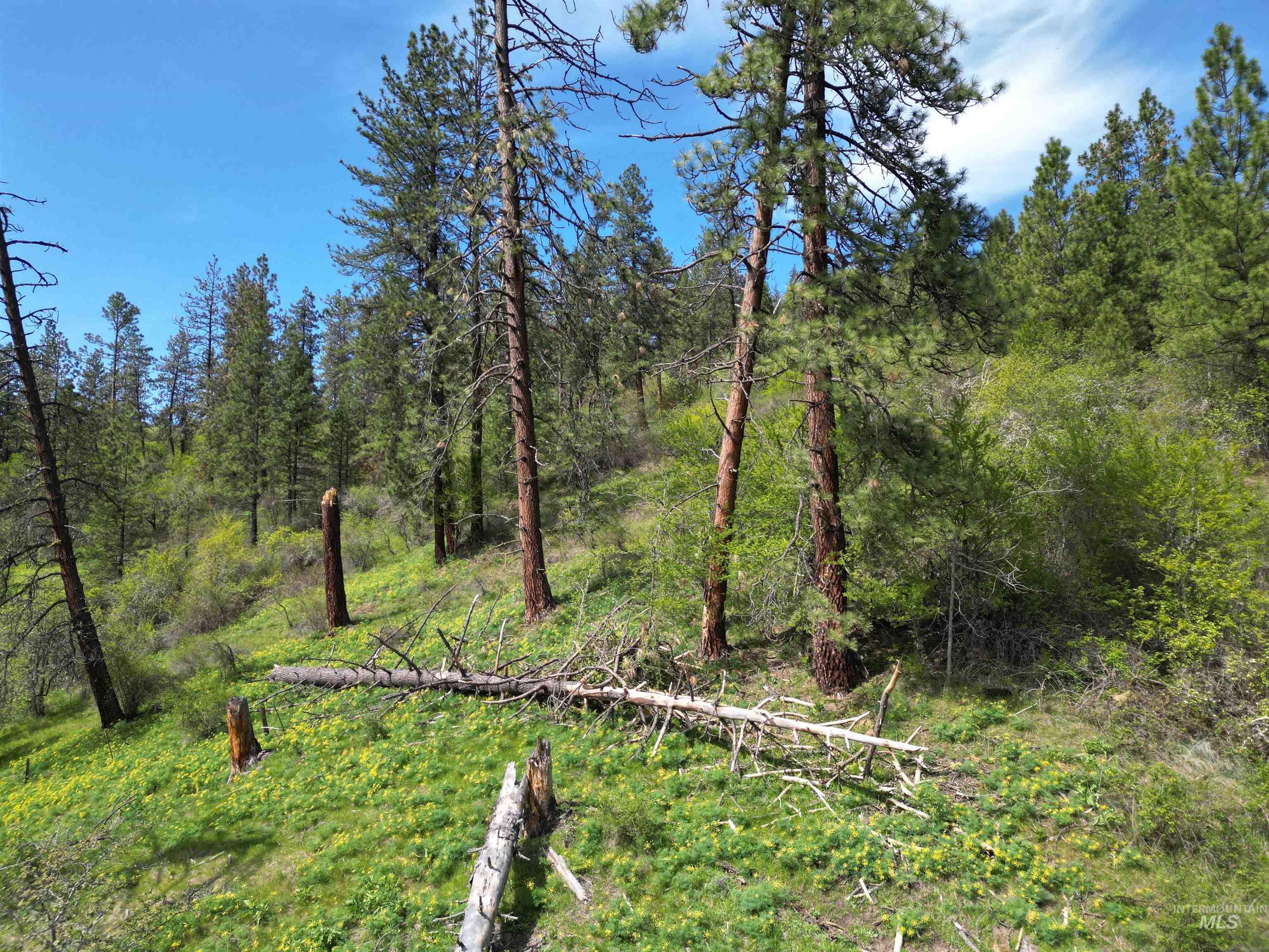 1620 & 0 Forsman Ave, Orofino, Idaho 83544, Land For Sale, Price $160,000,MLS 98982879
