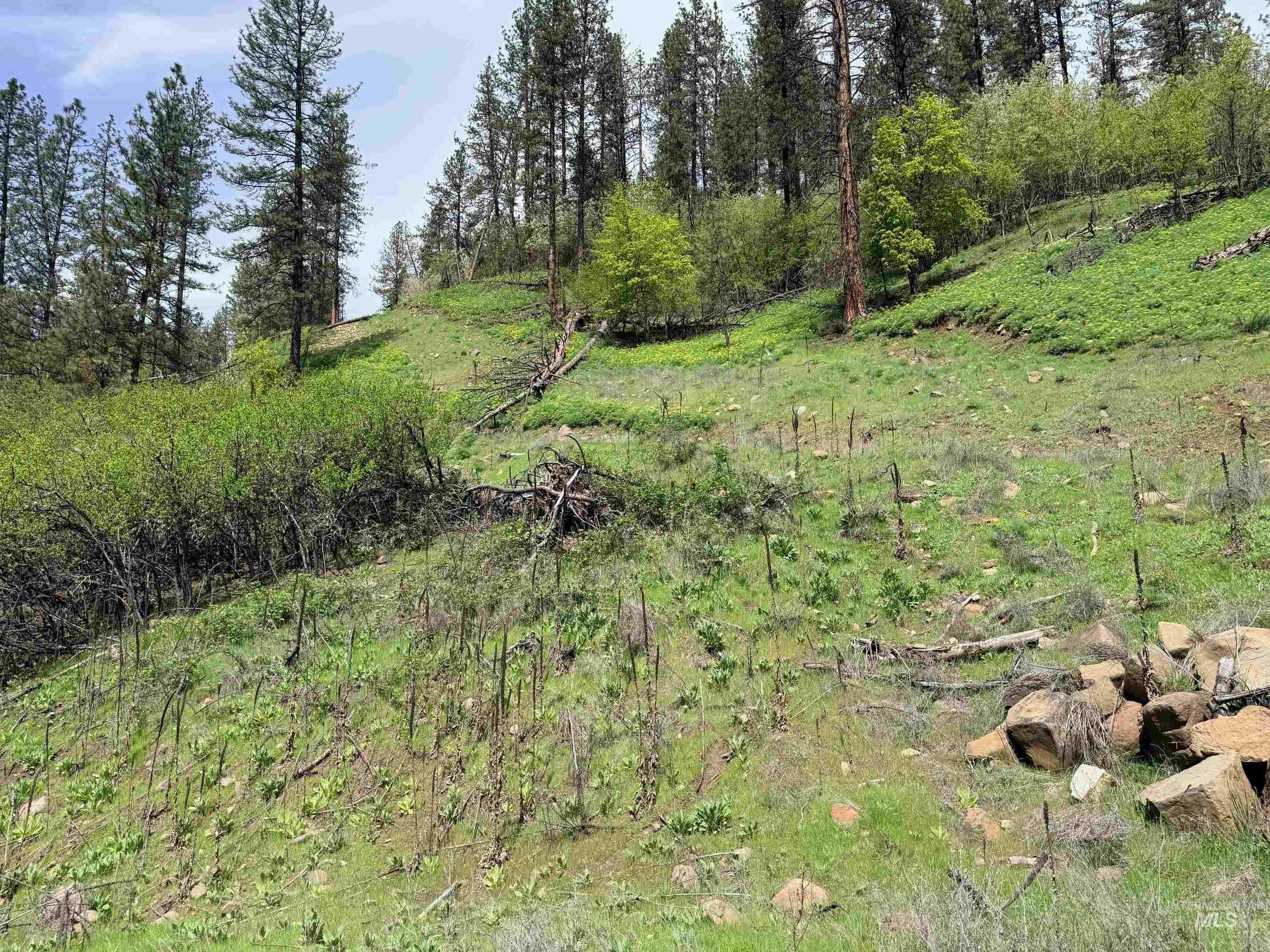 1620 Forsman Ave, Orofino, Idaho 83544, Land For Sale, Price $130,000,MLS 98982881