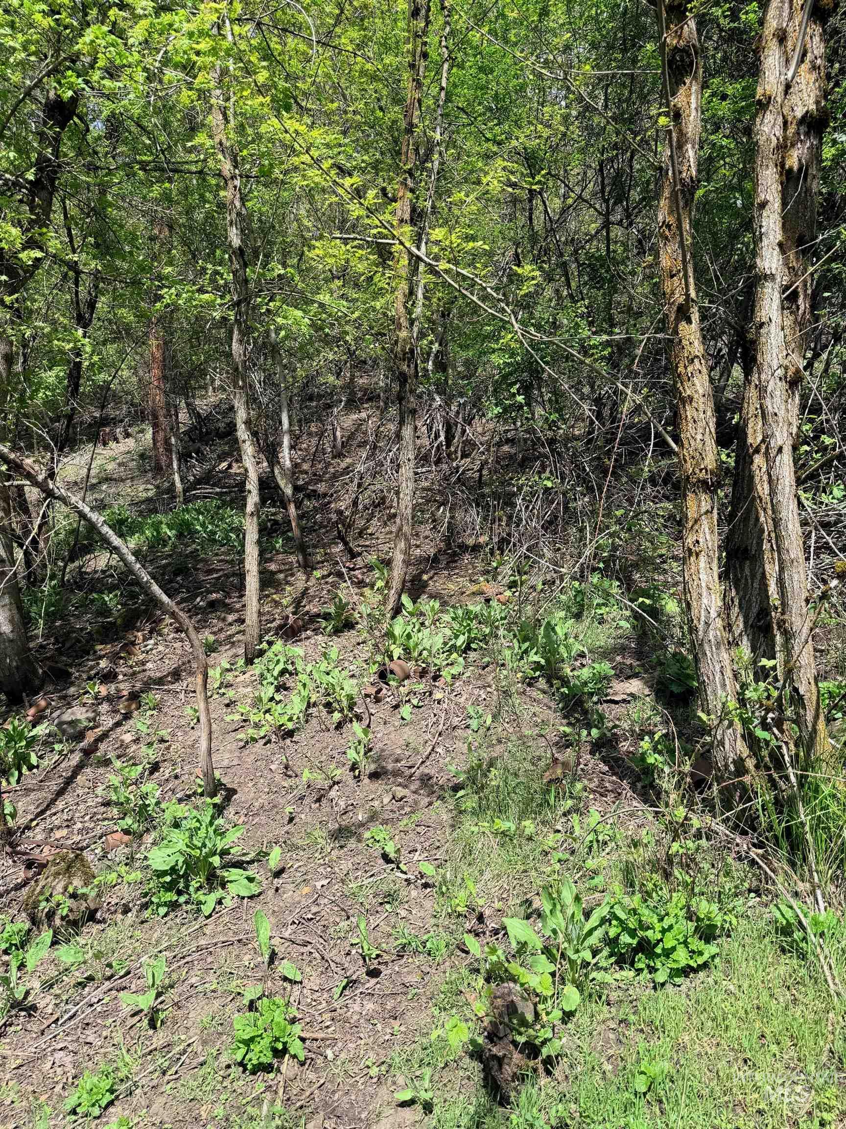 0 Forsman Ave, Orofino, Idaho 83544, Land For Sale, Price $30,000,MLS 98982882