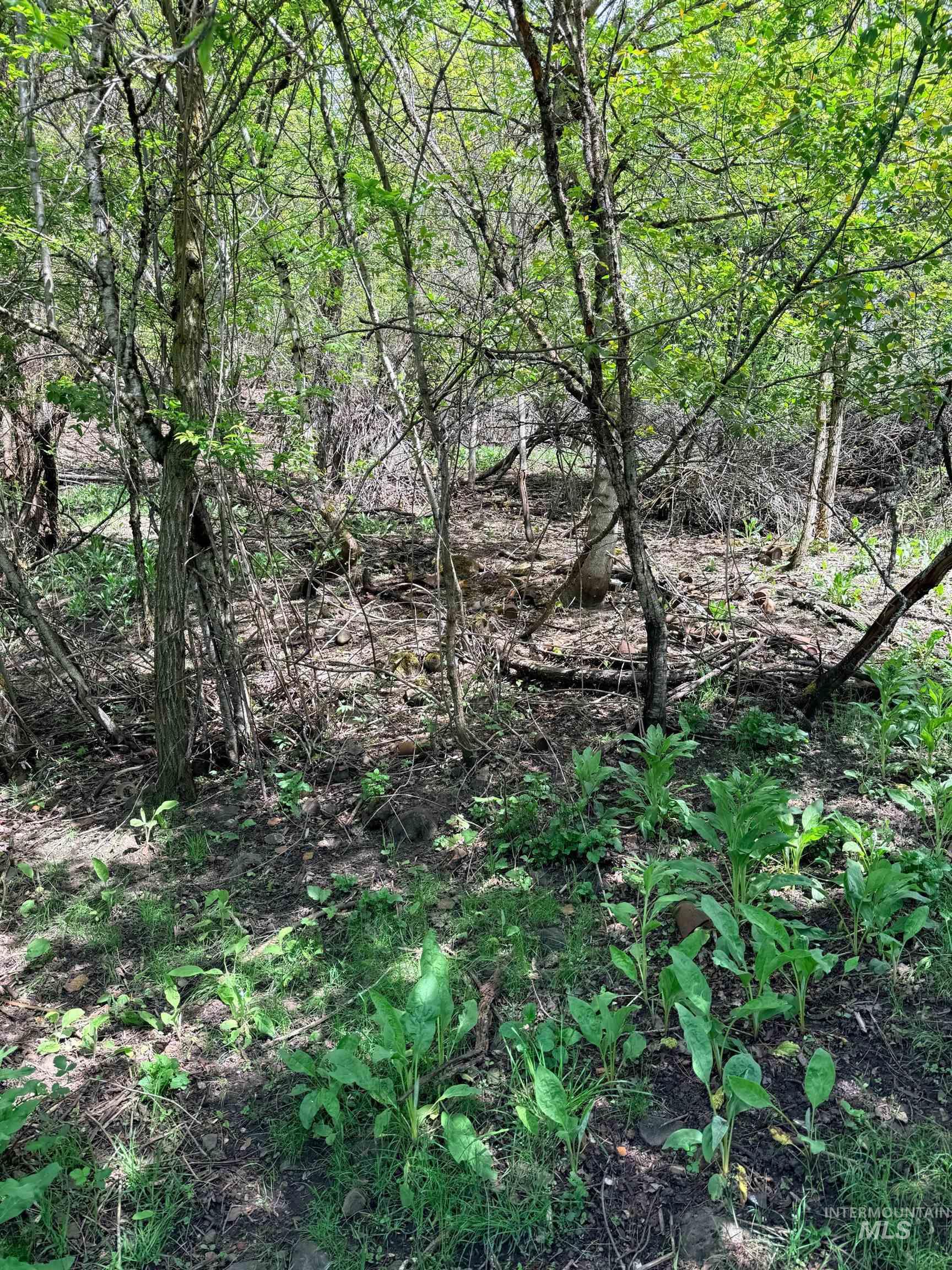 0 Forsman Ave, Orofino, Idaho 83544, Land For Sale, Price $30,000,MLS 98982882