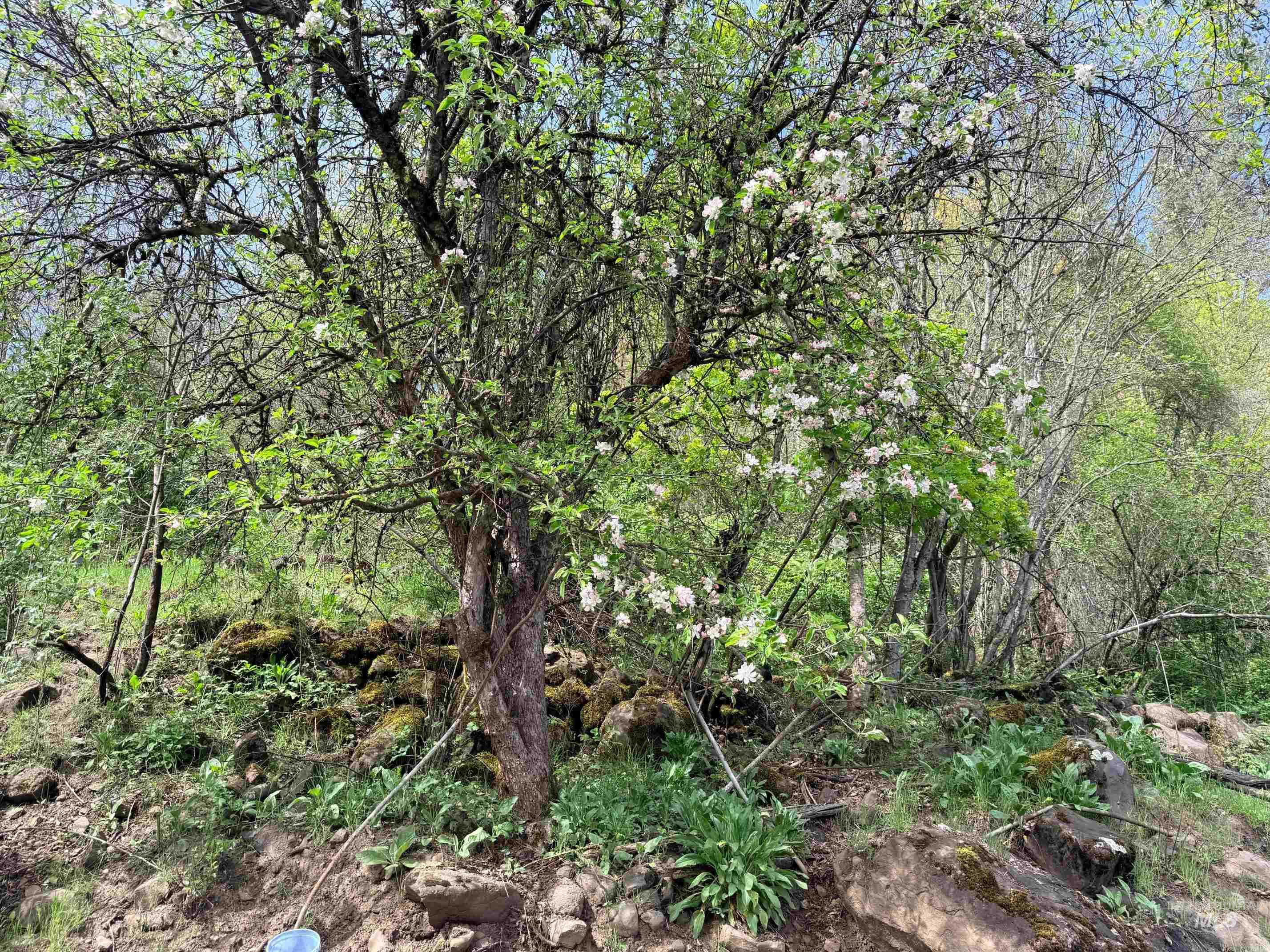 0 Forsman Ave, Orofino, Idaho 83544, Land For Sale, Price $30,000,MLS 98982882