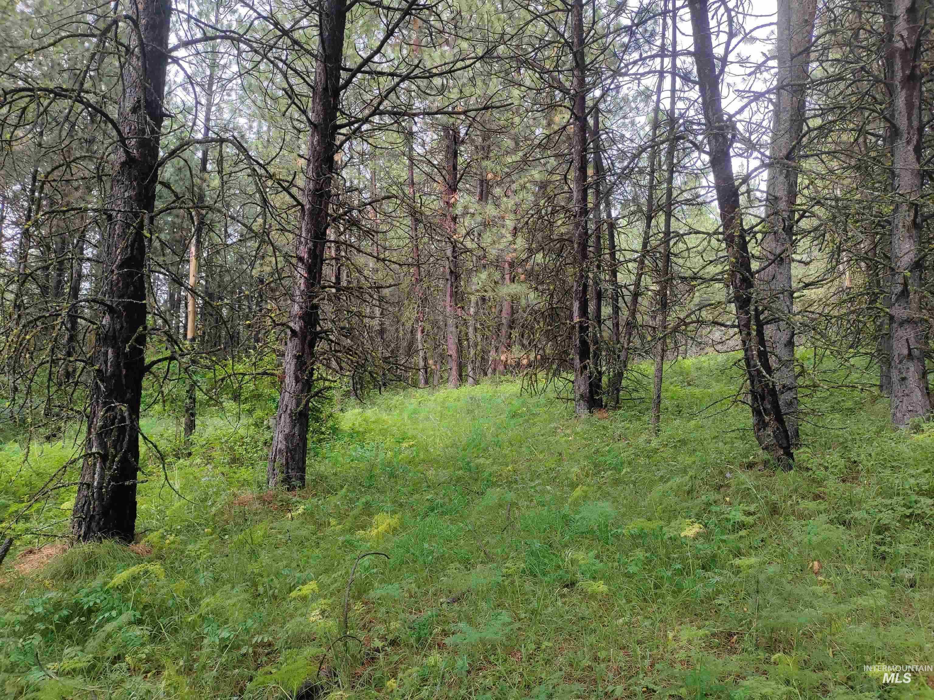 TBD Jackpine Rd, CottonWood, Idaho 83522, Land For Sale, Price $139,500, 98982935